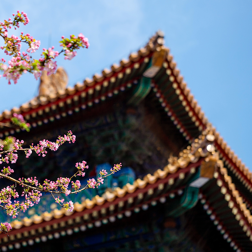Photography，snow scene，Sculpture，the Forbidden City，palace，Zhu Hong，Begonia flower，Chinese elements，Chinese style，palace，sundial，Beijing Forbidden City，Scenery，scene，Architecture，the Palace Museum，Cultural Relic，history，