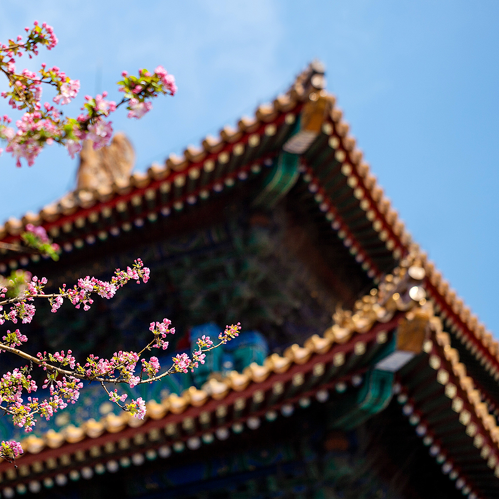 摄影，雪景，雕塑，紫禁城，宫殿，朱红，海棠花，中国元素，中国风，日晷，北京故宫，景观，场景，建筑，故宫博物院，文物，历史，