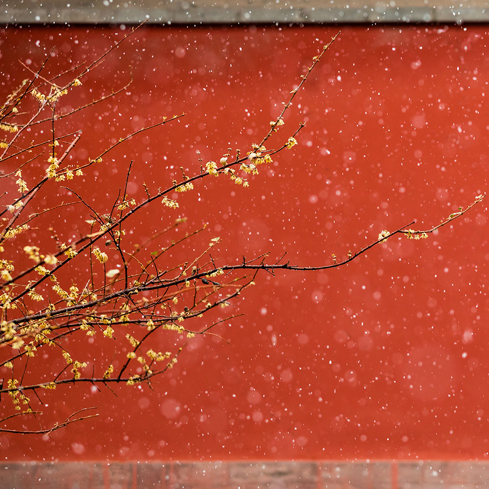 Photography，snow scene，Sculpture，the Forbidden City，palace，Zhu Hong，Begonia flower，Chinese elements，Chinese style，palace，sundial，Beijing Forbidden City，Scenery，scene，Architecture，the Palace Museum，Cultural Relic，history，