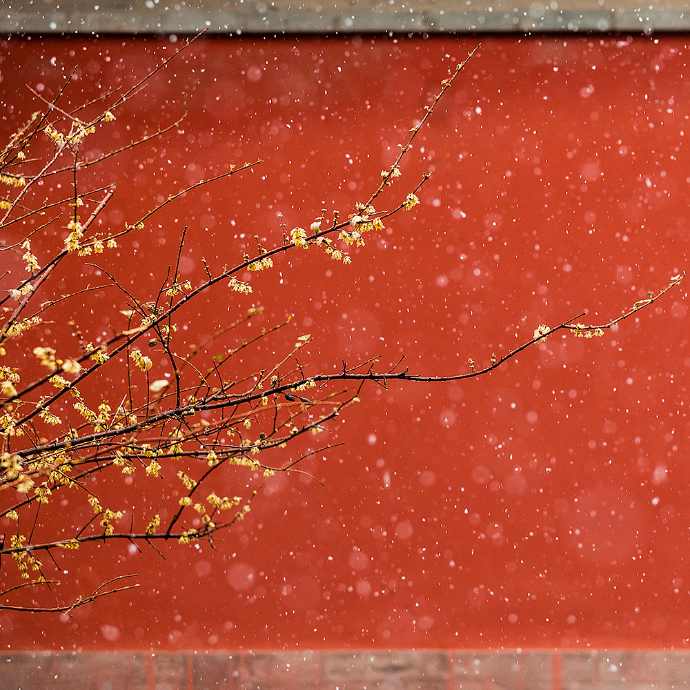 Photography，snow scene，Sculpture，the Forbidden City，palace，Zhu Hong，Begonia flower，Chinese elements，Chinese style，palace，sundial，Beijing Forbidden City，Scenery，scene，Architecture，the Palace Museum，Cultural Relic，history，