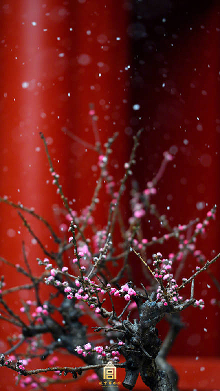 摄影，雪景，雕塑，紫禁城，宫殿，朱红，海棠花，中国元素，中国风，日晷，北京故宫，景观，场景，建筑，故宫博物院，文物，历史，