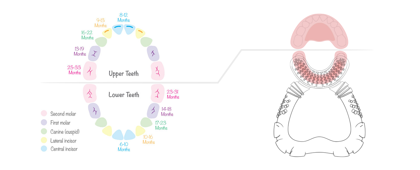 Nuvita，Dental gum，massage，baby，Parenting，