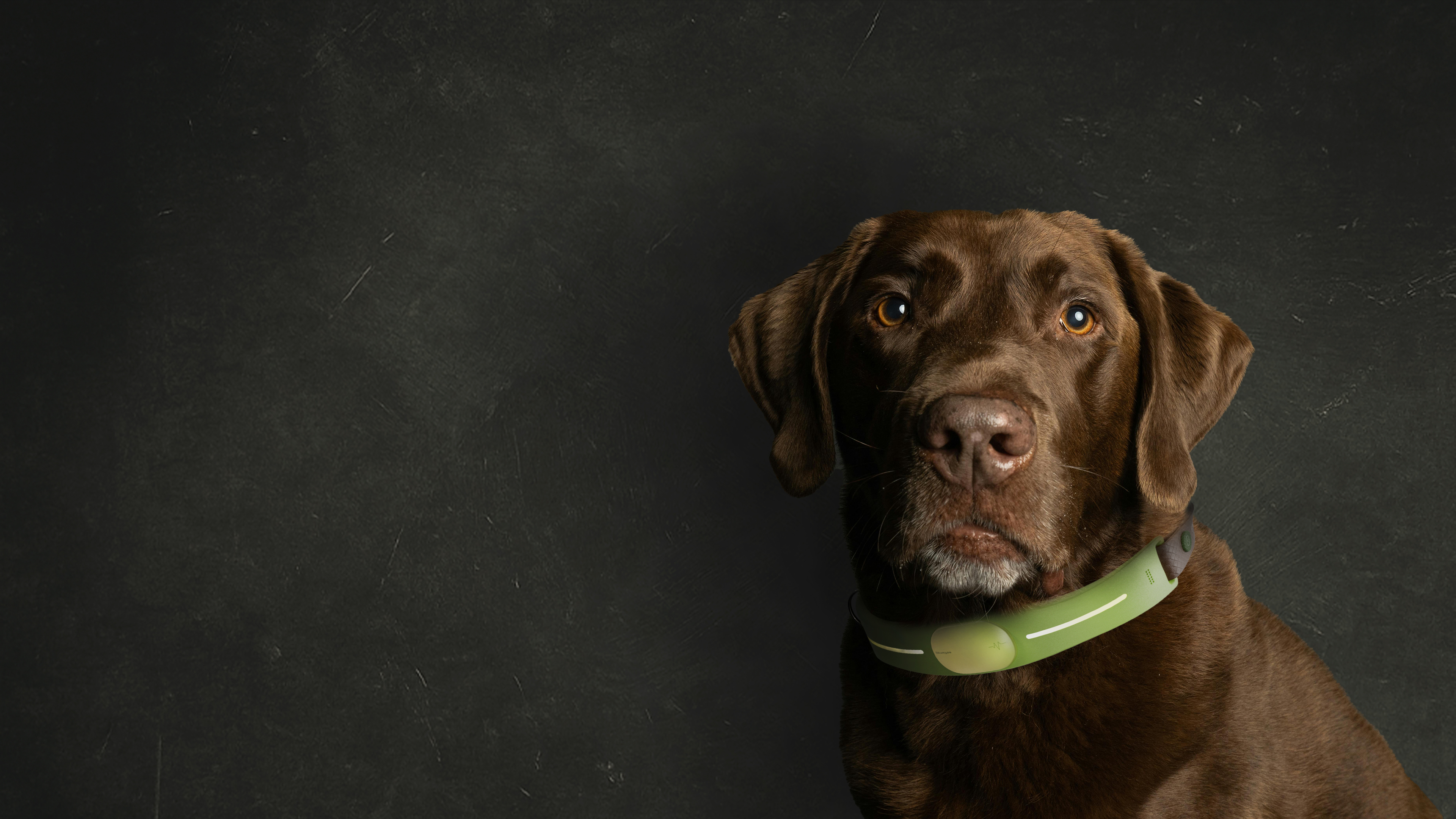 concept，Dog collar，emotion，Pet health，Holographic projection，