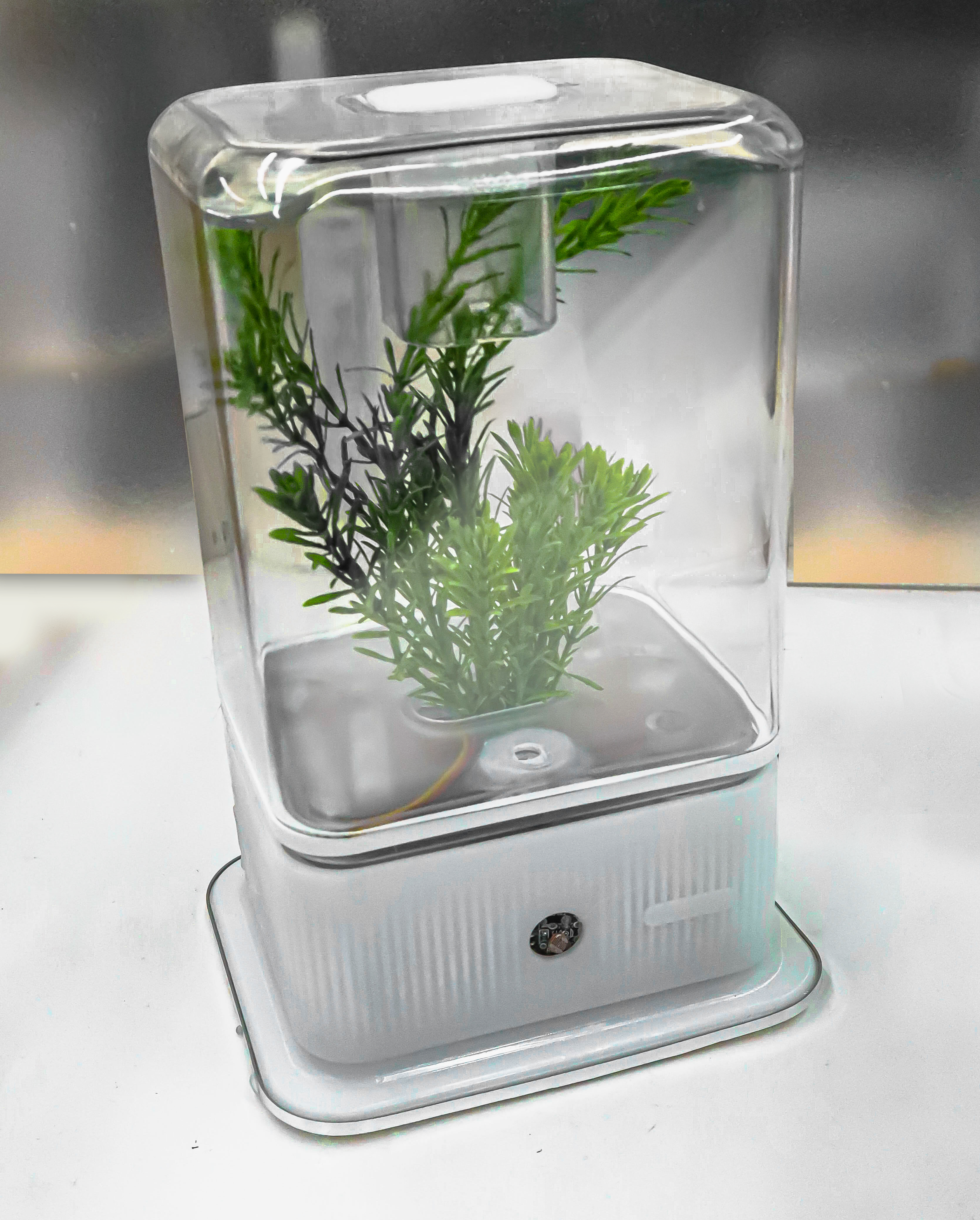 desktop，decompression，cure，Botany，Green plant，