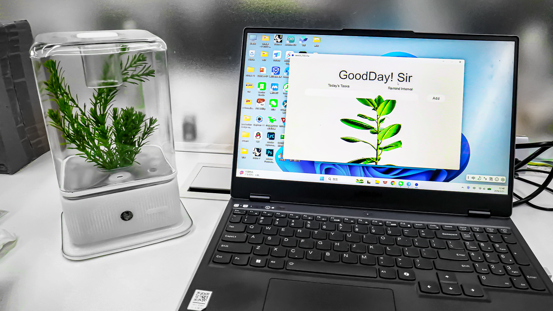 desktop，decompression，cure，Botany，Green plant，