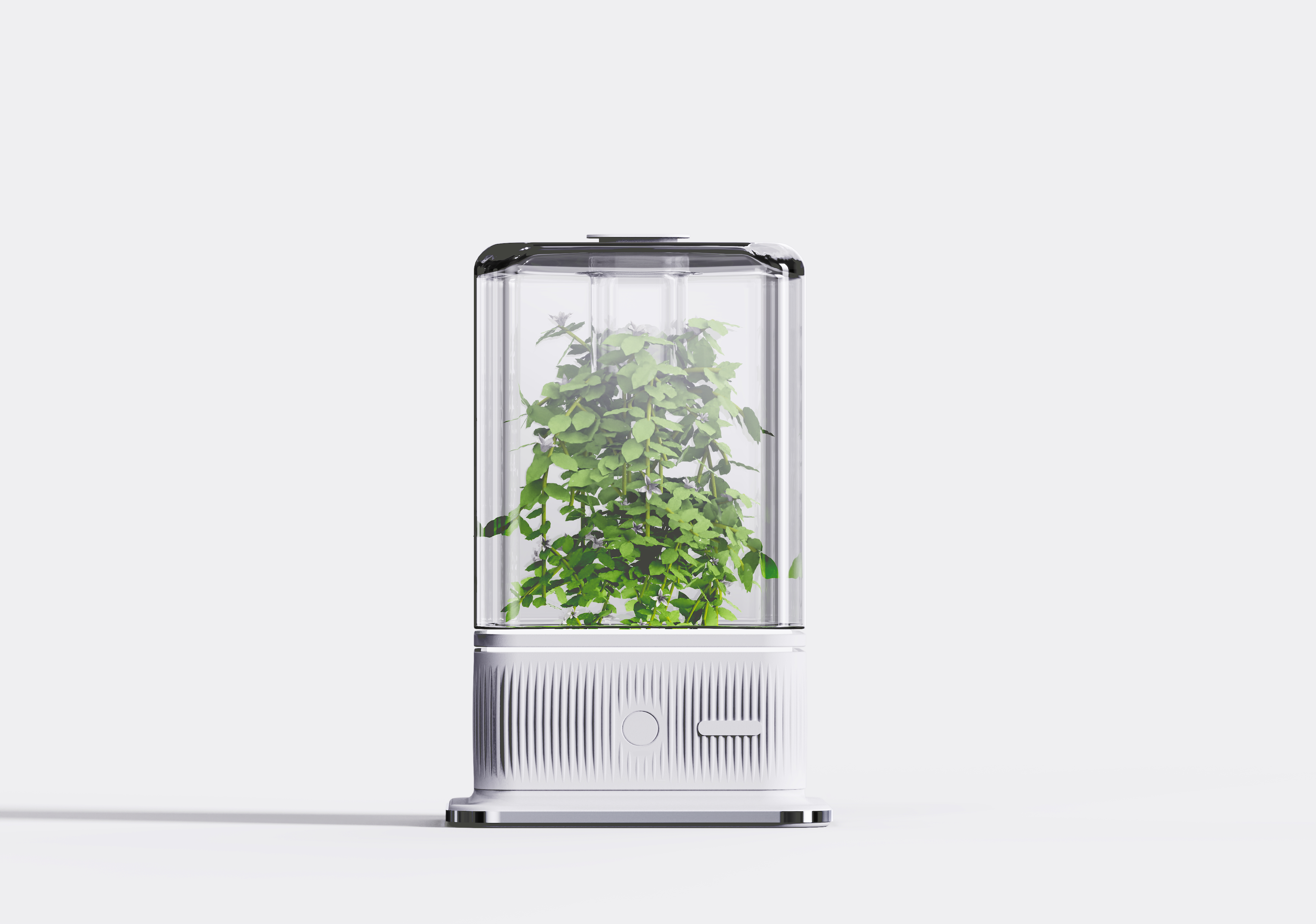 desktop，decompression，cure，Botany，Green plant，