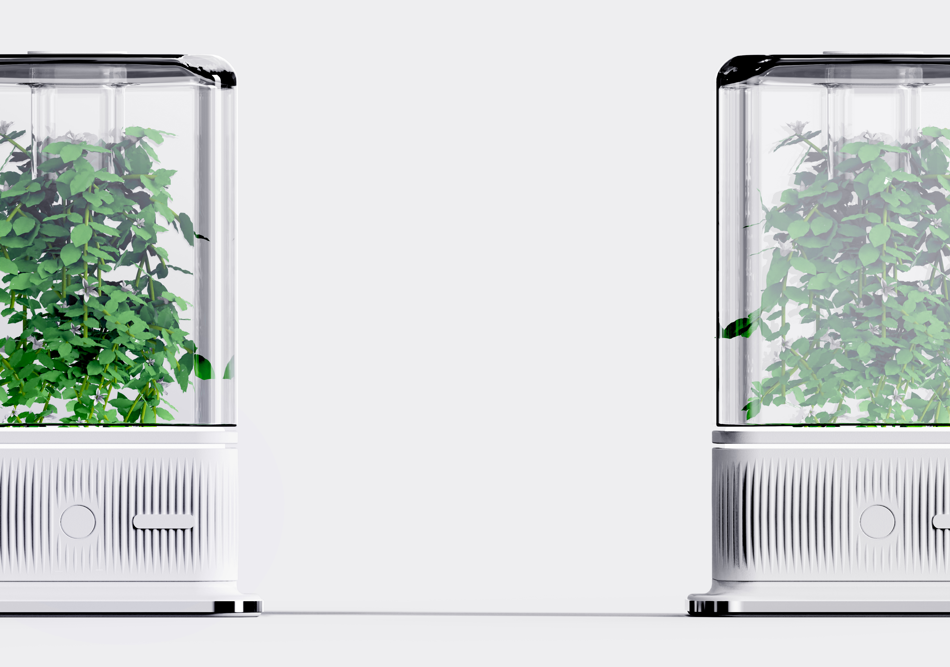 desktop，decompression，cure，Botany，Green plant，