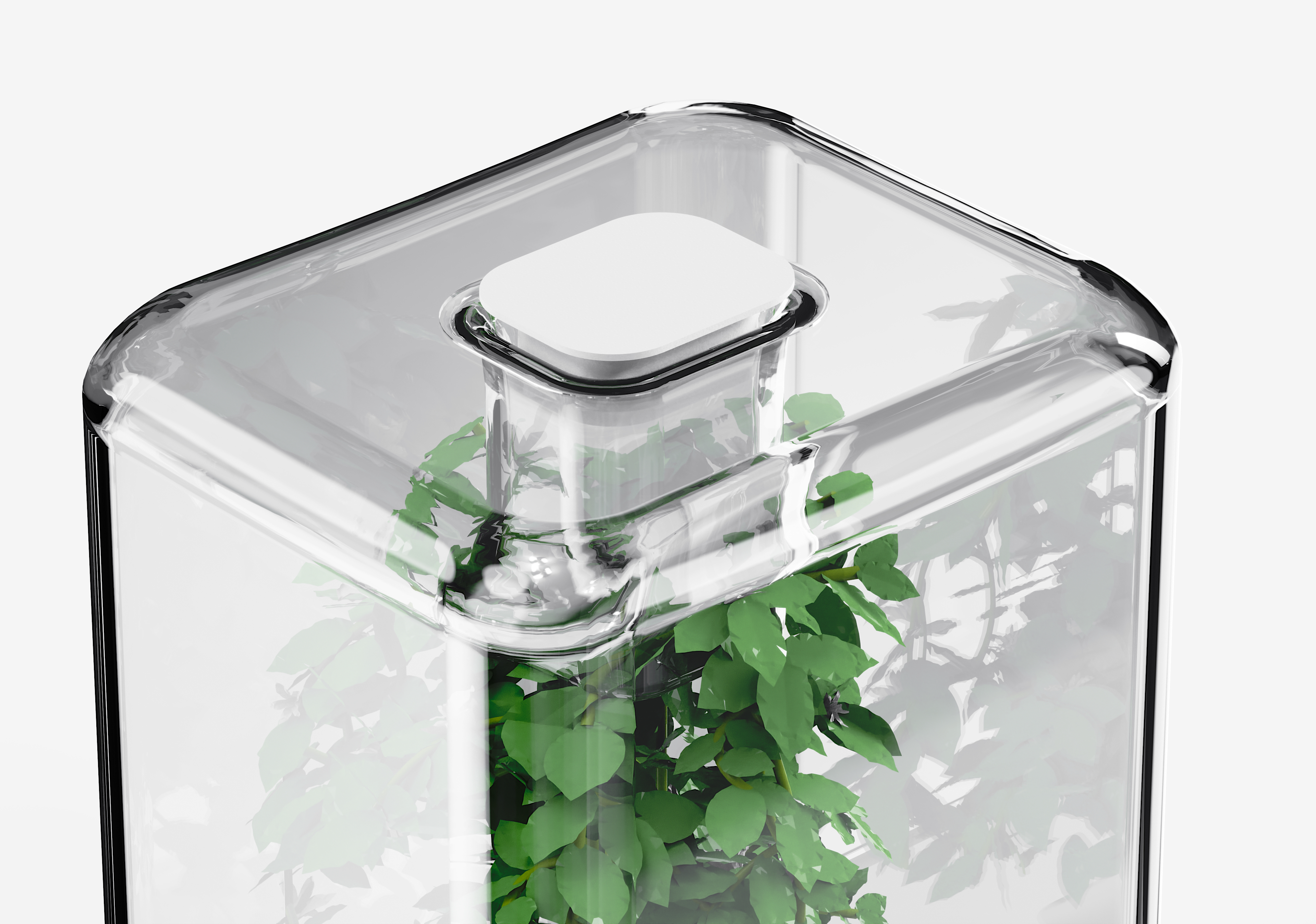 desktop，decompression，cure，Botany，Green plant，