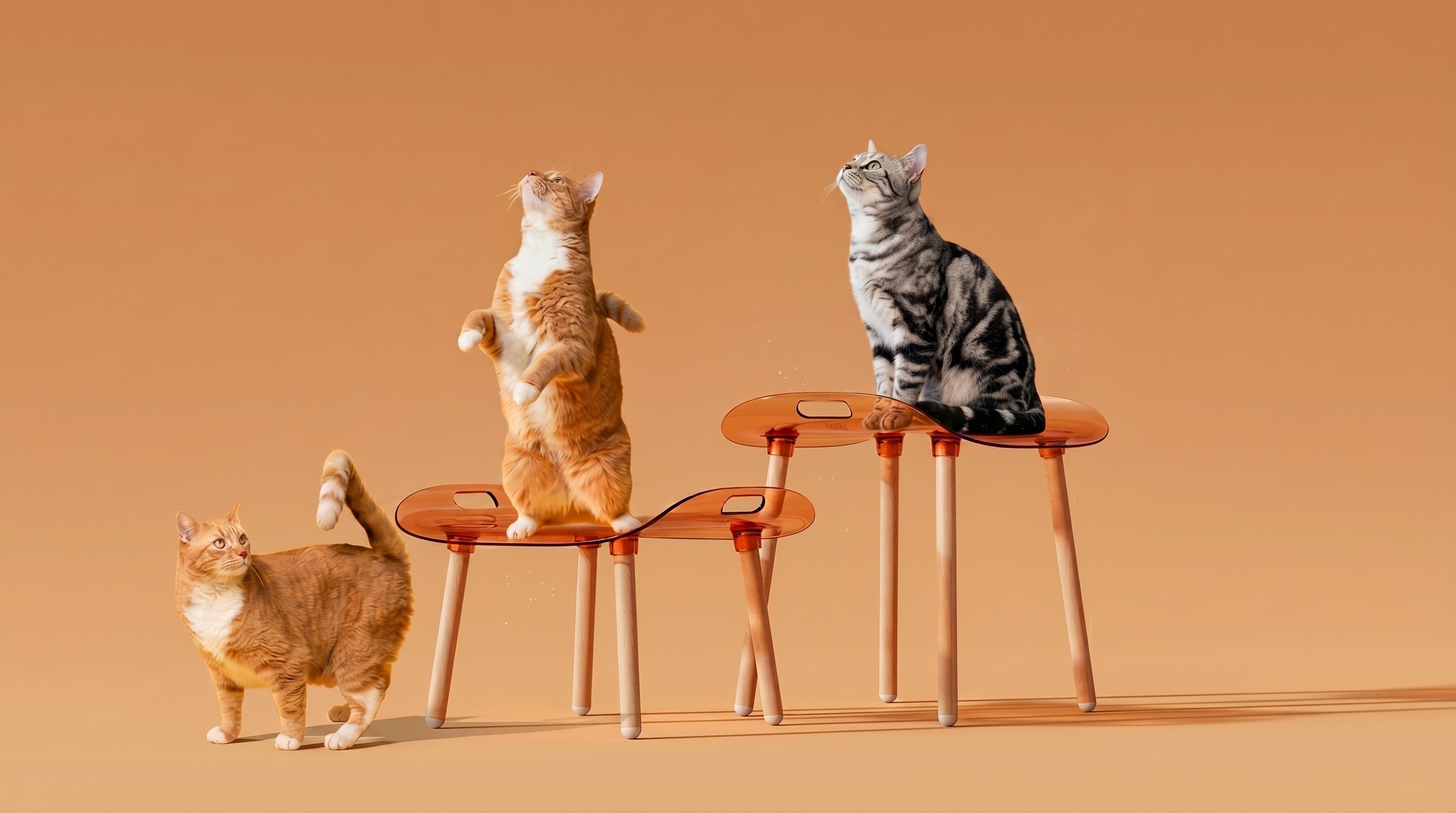 Calie Chair，Ergonomics，furniture，Household daily use，Acrylic，transparent，