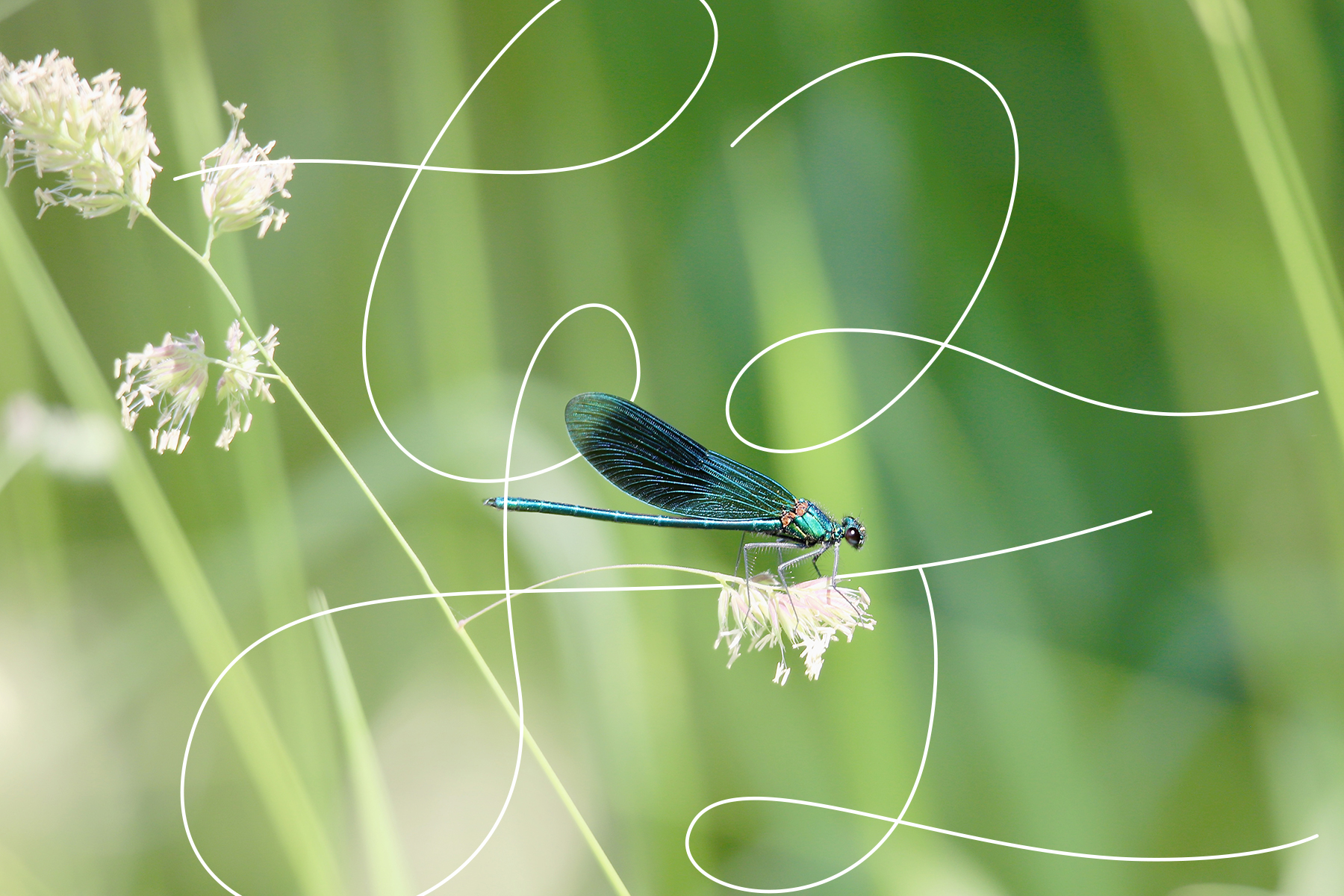 Packaging Design, Umbrella Packaging, Brand Design, Umbrella Packaging Design，