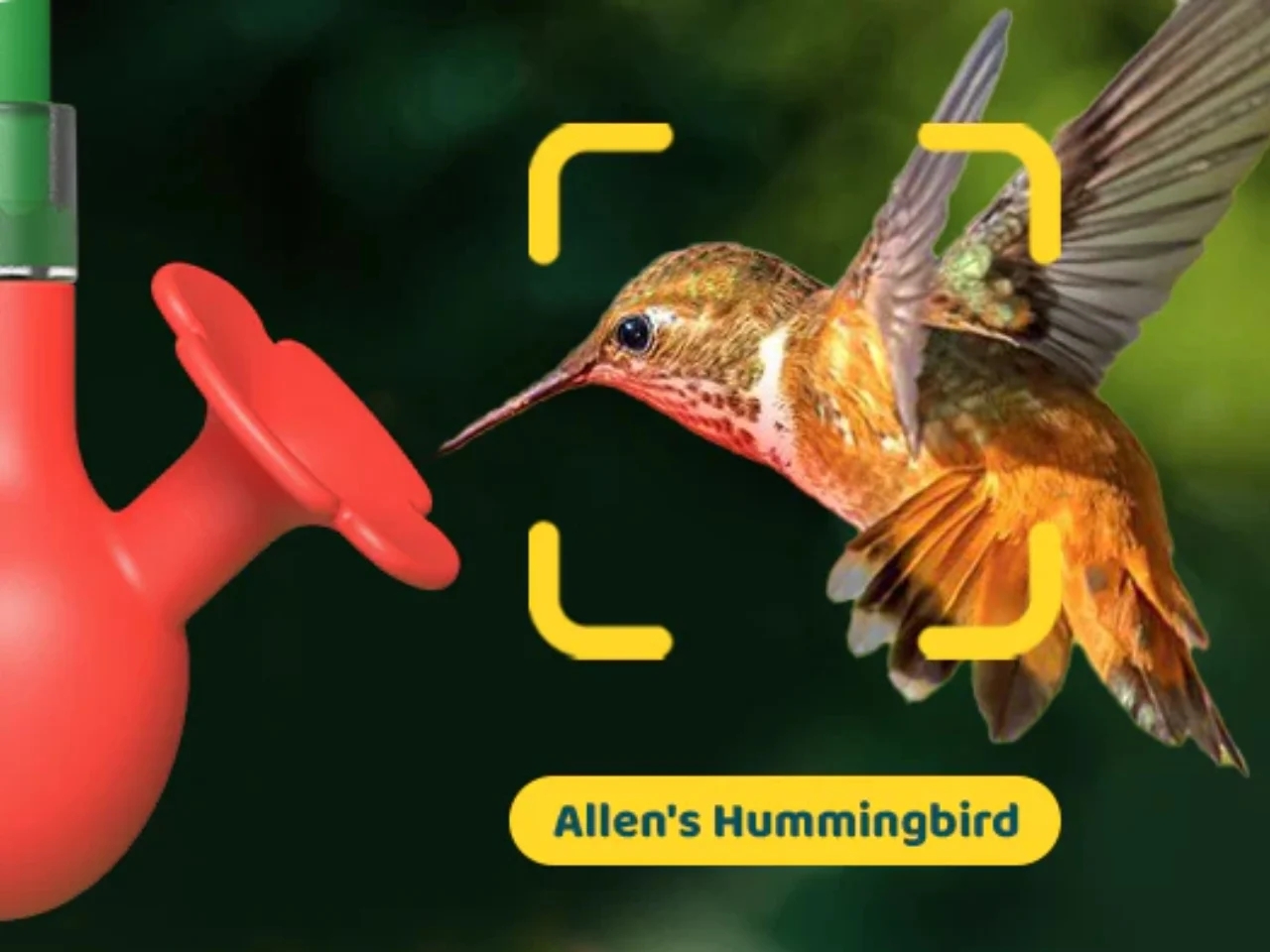 Hum Bloom，Intelligent bird feeder，Digital，electronic product，