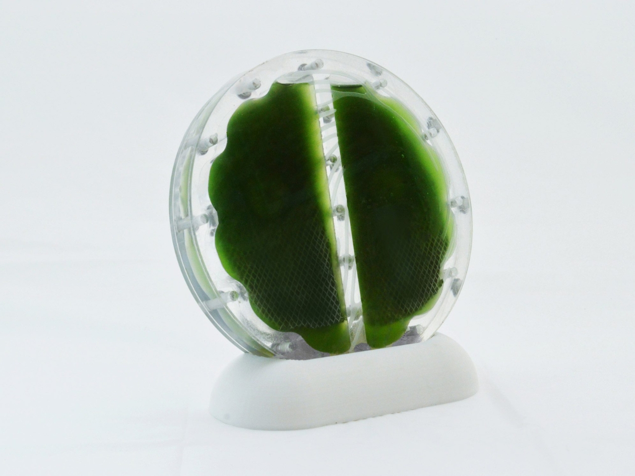 biological battery，Biocell，environment protection，originality，