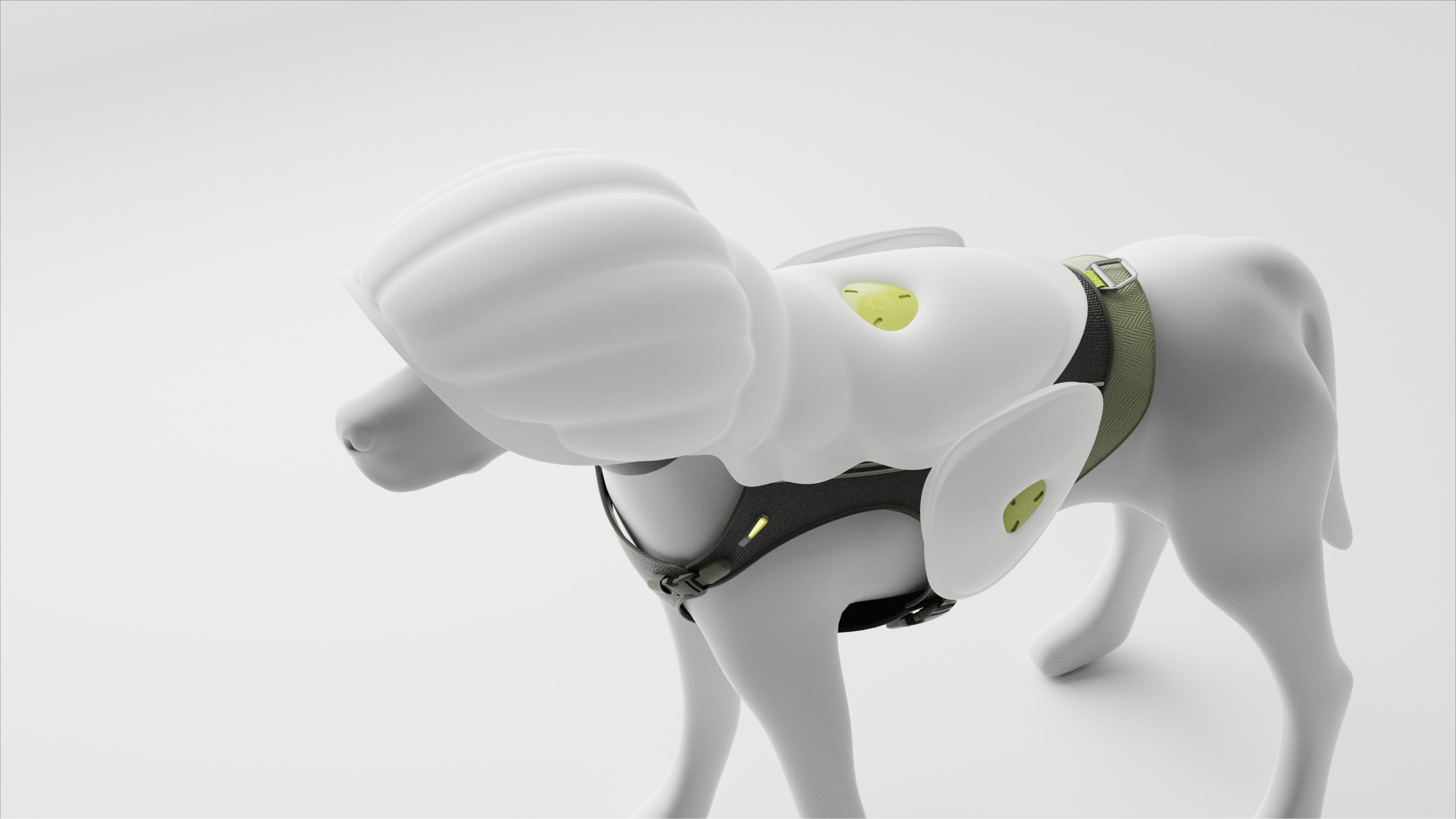 concept, pet, wear，