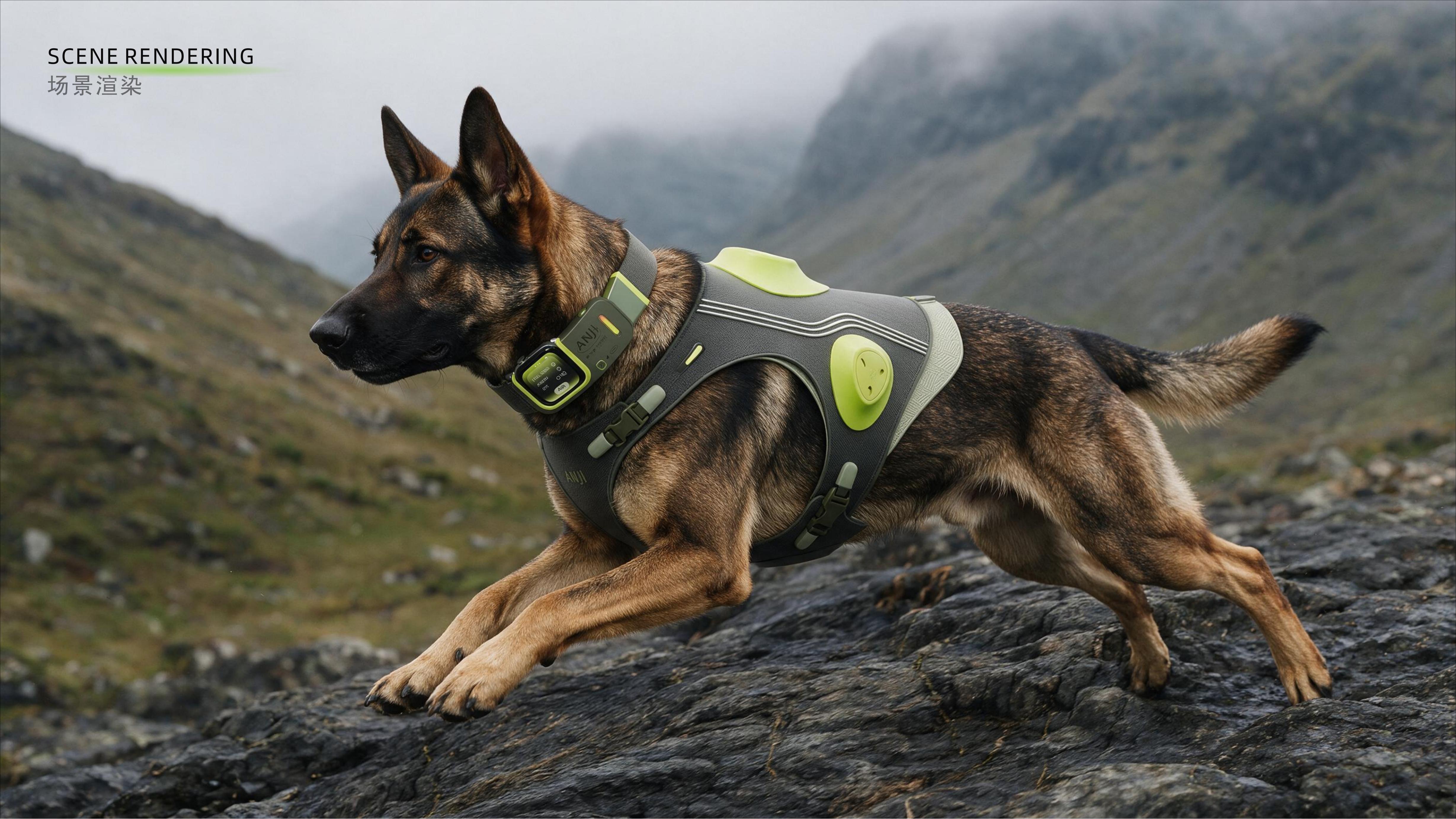 concept, pet, wear，