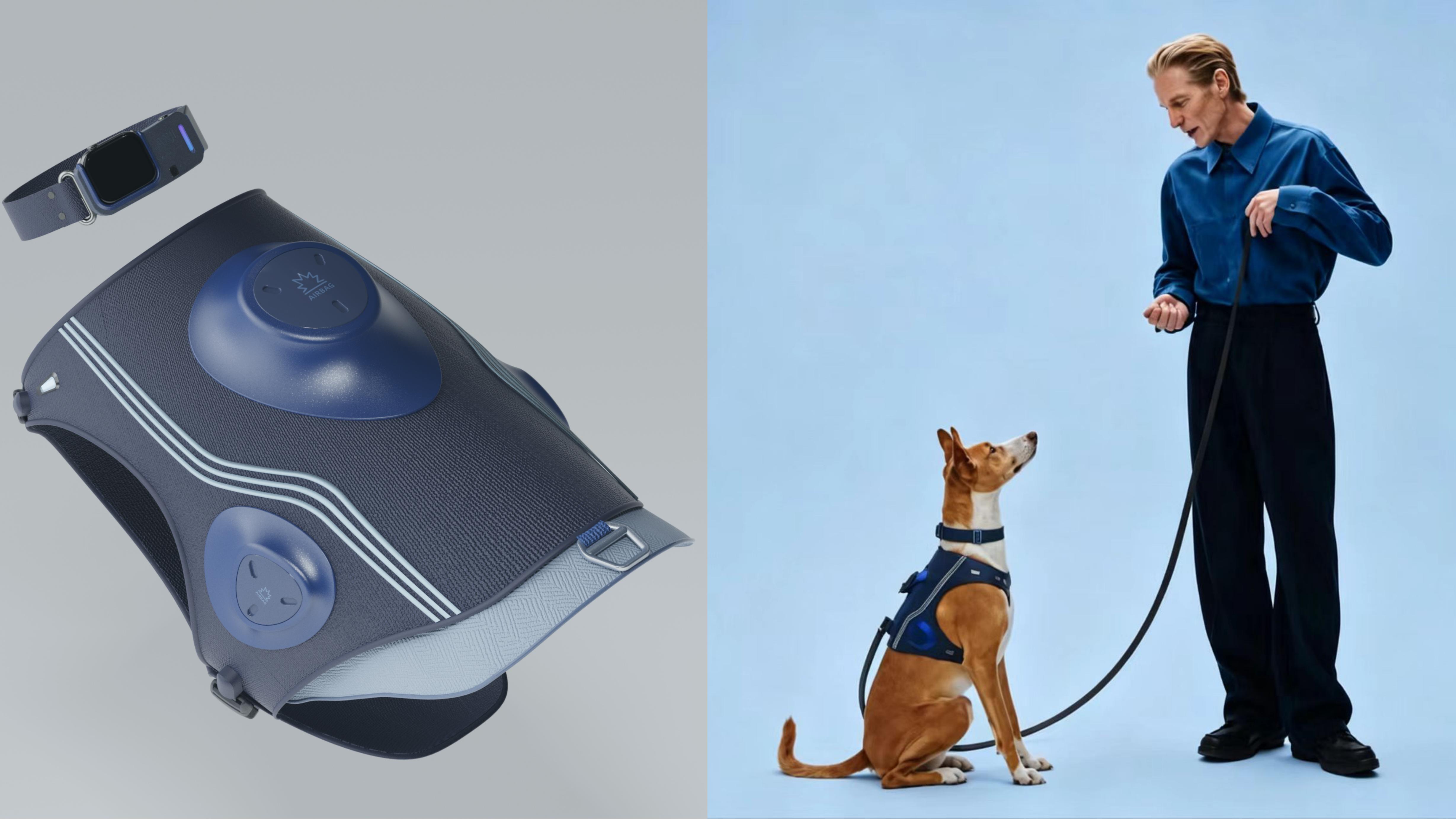 concept, pet, wear，