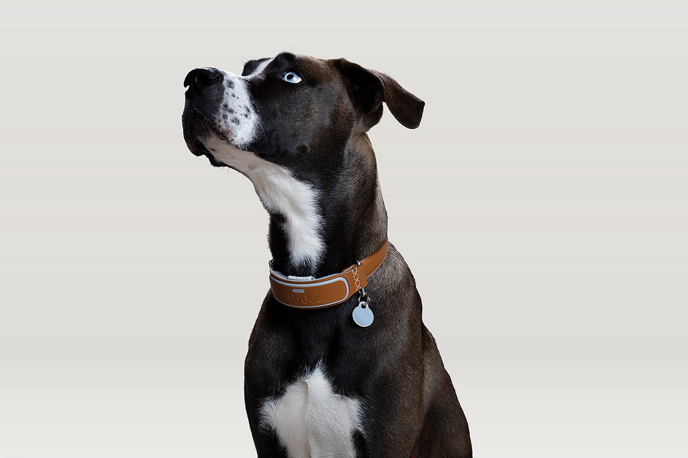 intelligence，Dog collar，Link AKC，