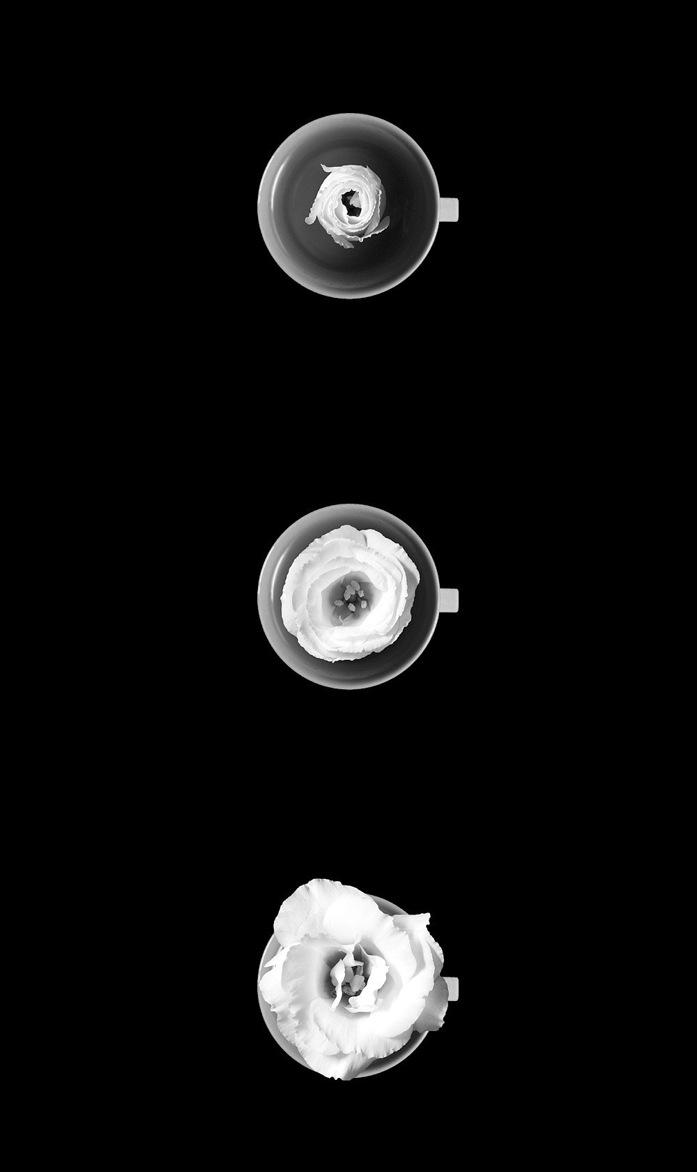 white，teacup，CHUNTSO LIU，