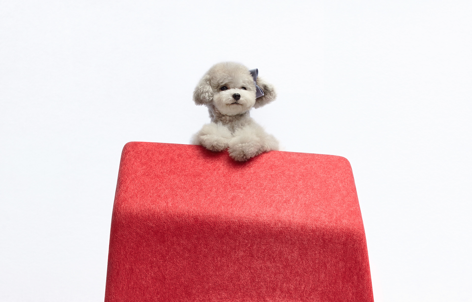 kennel，grey，felt，