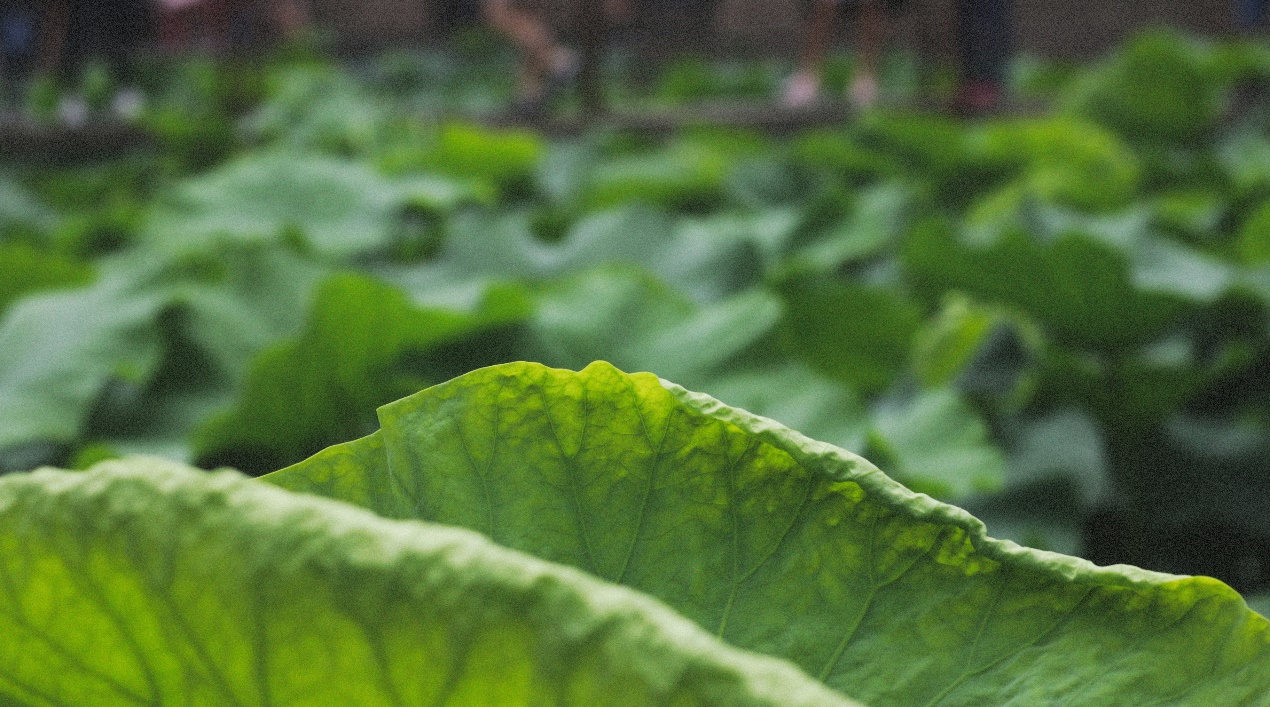 Ancient Architectural Buildings，Chinese style，Ming style furniture，Chinese elements，Suzhou Gardens，traditional culture，Lotus，Lotus leaf，Chinese architecture ，