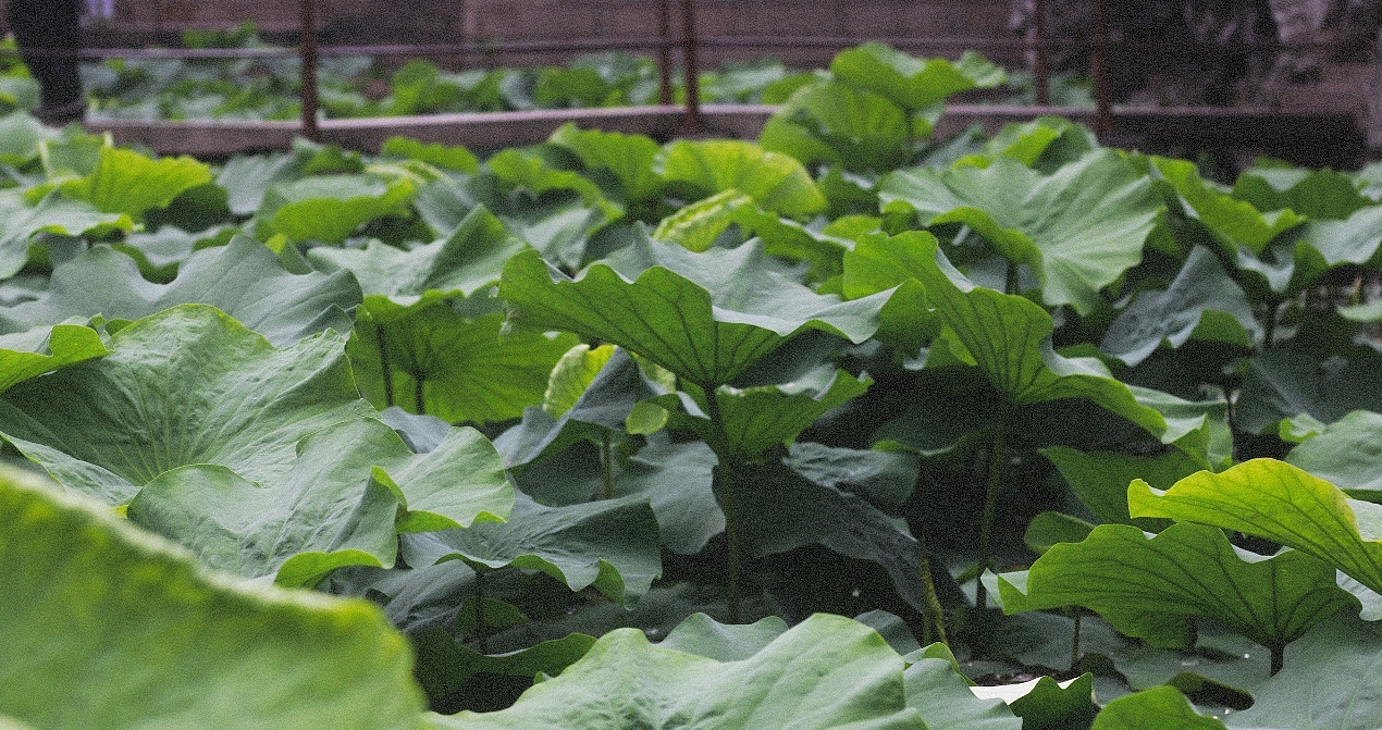 古建筑，中国风，明式家具，中国元素，苏州园林，传统文化，荷花，荷叶，中国建筑，