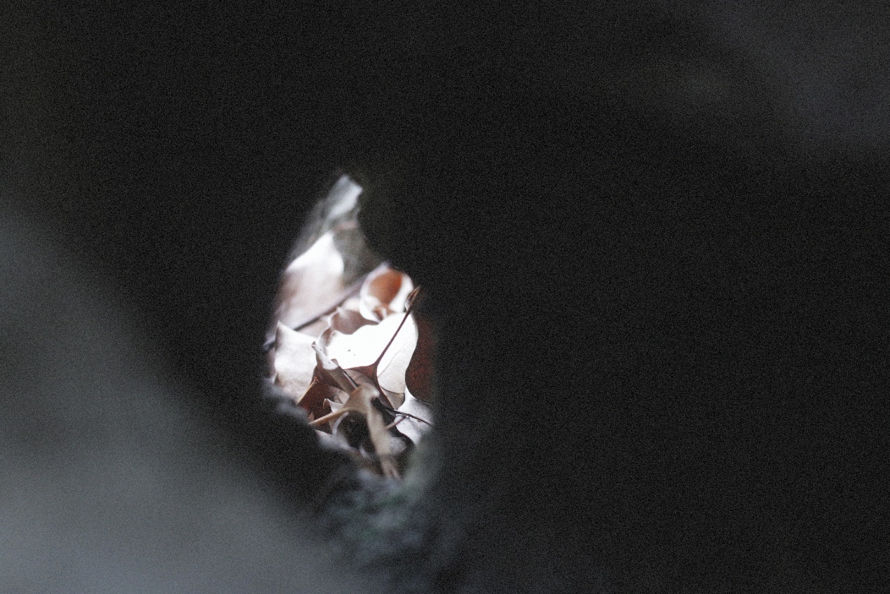 Ancient Architectural Buildings，Chinese style，Ming style furniture，Chinese elements，Suzhou Gardens，traditional culture，Lotus，Lotus leaf，Chinese architecture ，