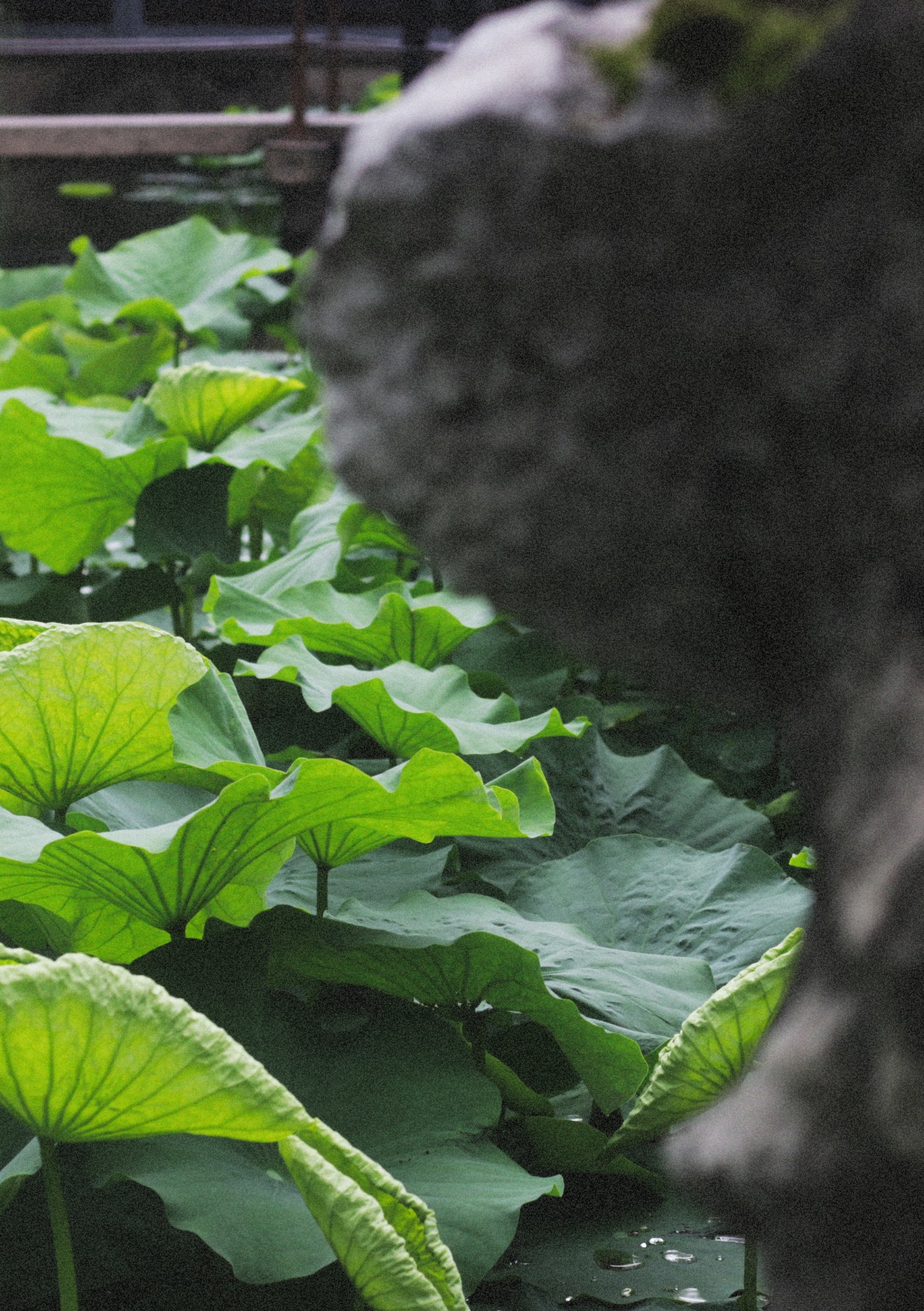 Ancient Architectural Buildings，Chinese style，Ming style furniture，Chinese elements，Suzhou Gardens，traditional culture，Lotus，Lotus leaf，Chinese architecture ，