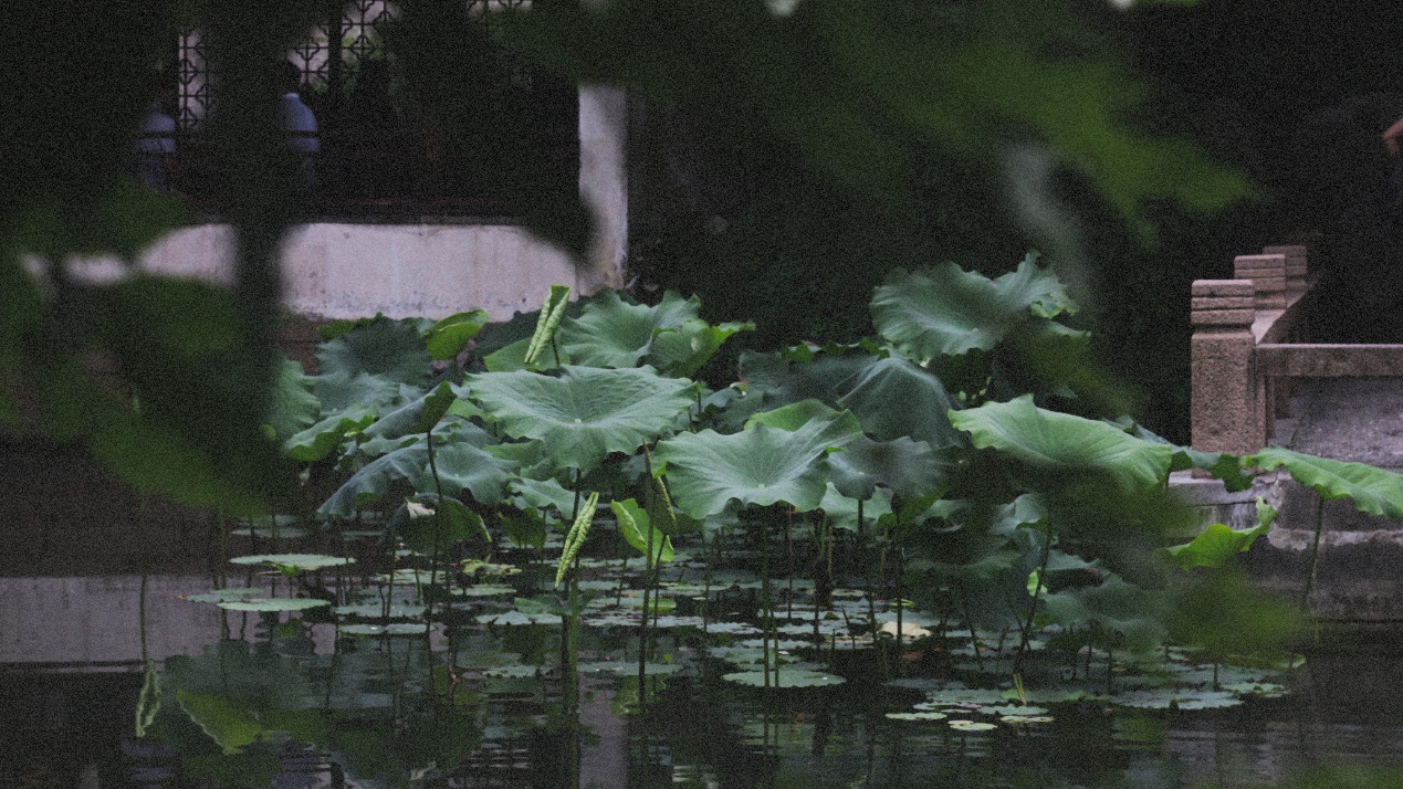 Ancient Architectural Buildings，Chinese style，Ming style furniture，Chinese elements，Suzhou Gardens，traditional culture，Lotus，Lotus leaf，Chinese architecture ，