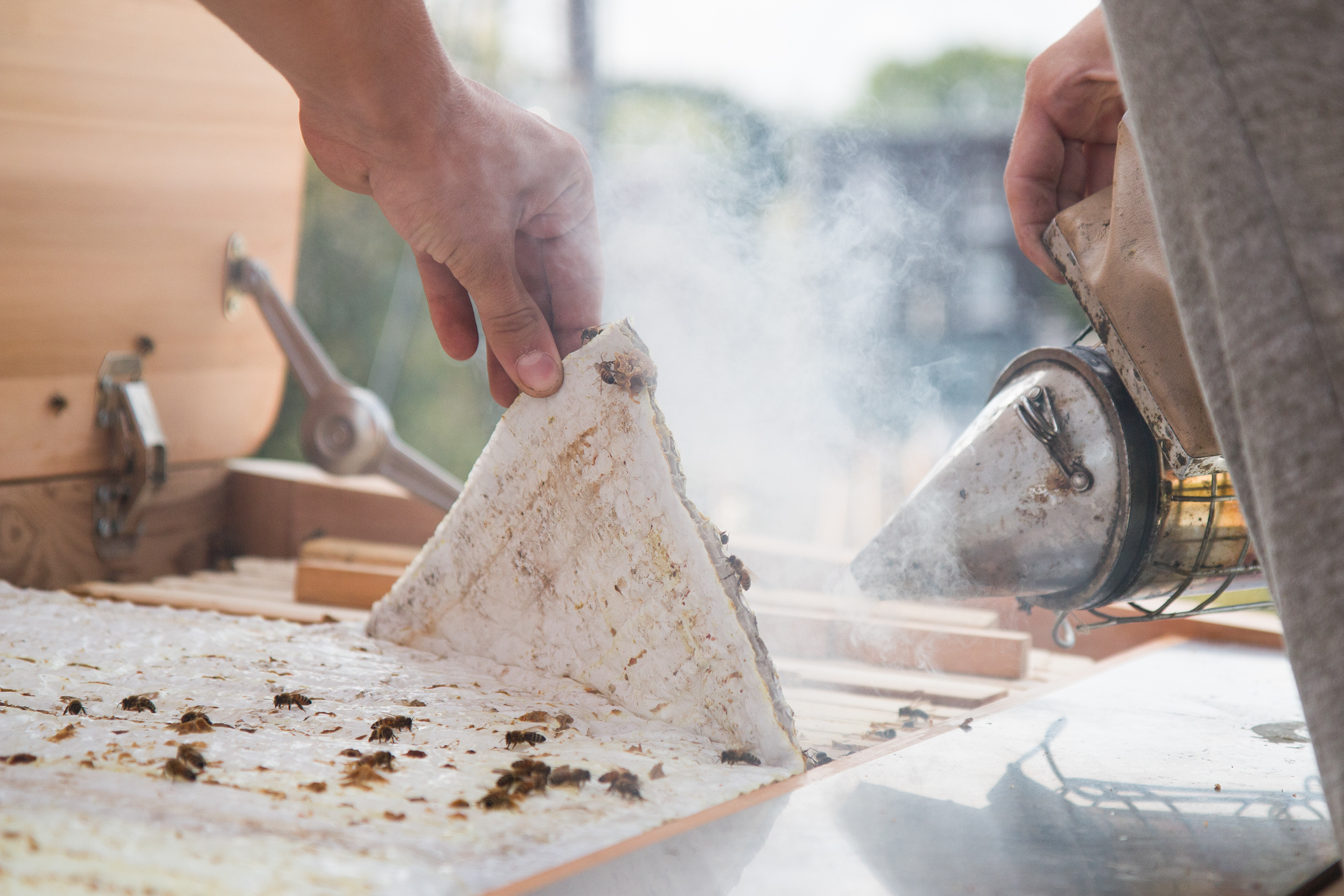 product design，Beehive design，