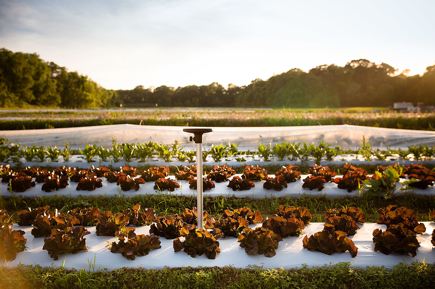 sensor，Agriculture，
