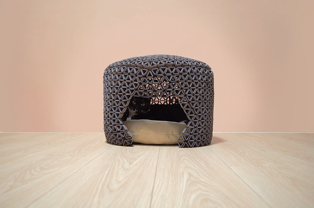 Peek A Boo，Pets，Kitty，chair，