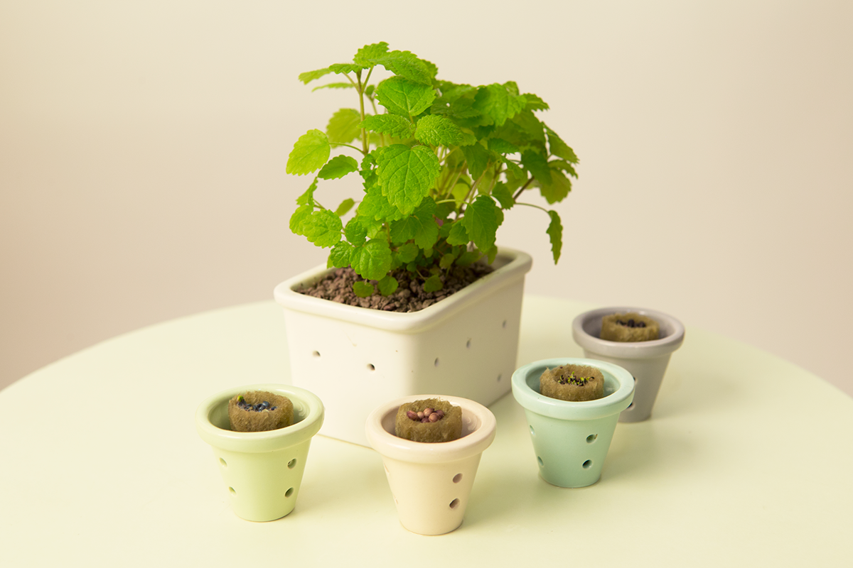 Hydroponic culture，Julia Kusa，Glass，ceramics，Metal，wood，