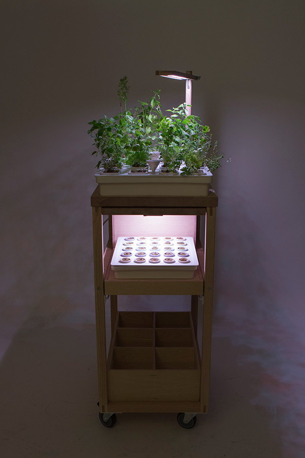 Hydroponic culture，Julia Kusa，Glass，ceramics，Metal，wood，
