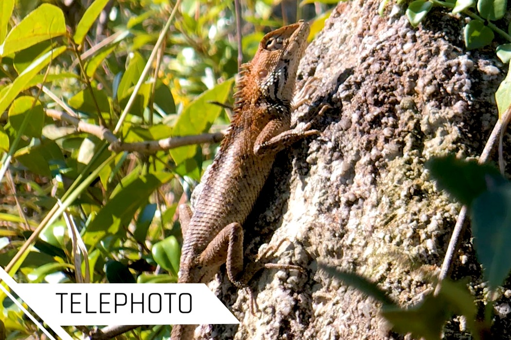 Mobile Accessories，Digital，Mobile phone shell，ShiftCam 2.0，