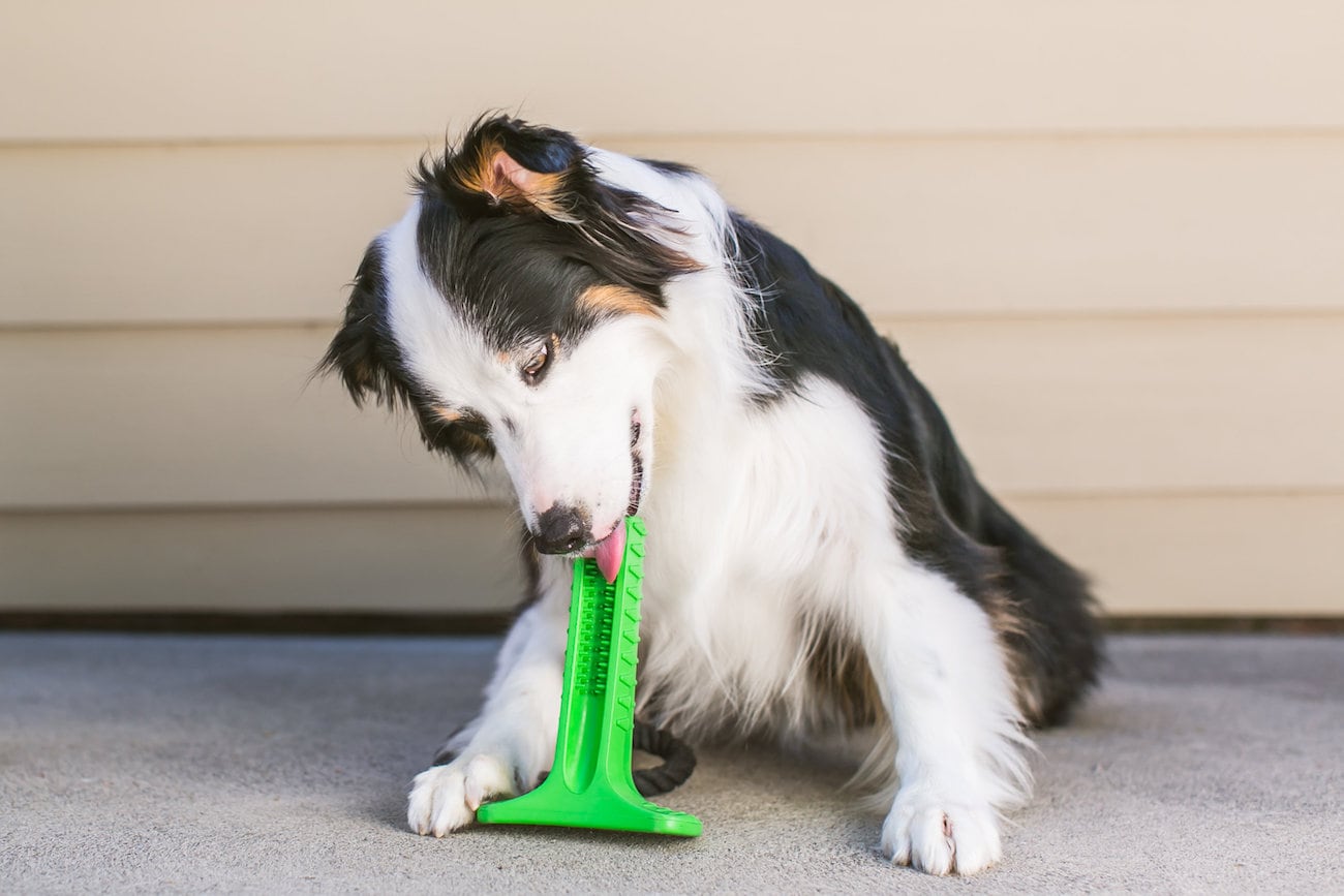 Little hairy child，Pets，Dog，green，Bristly，