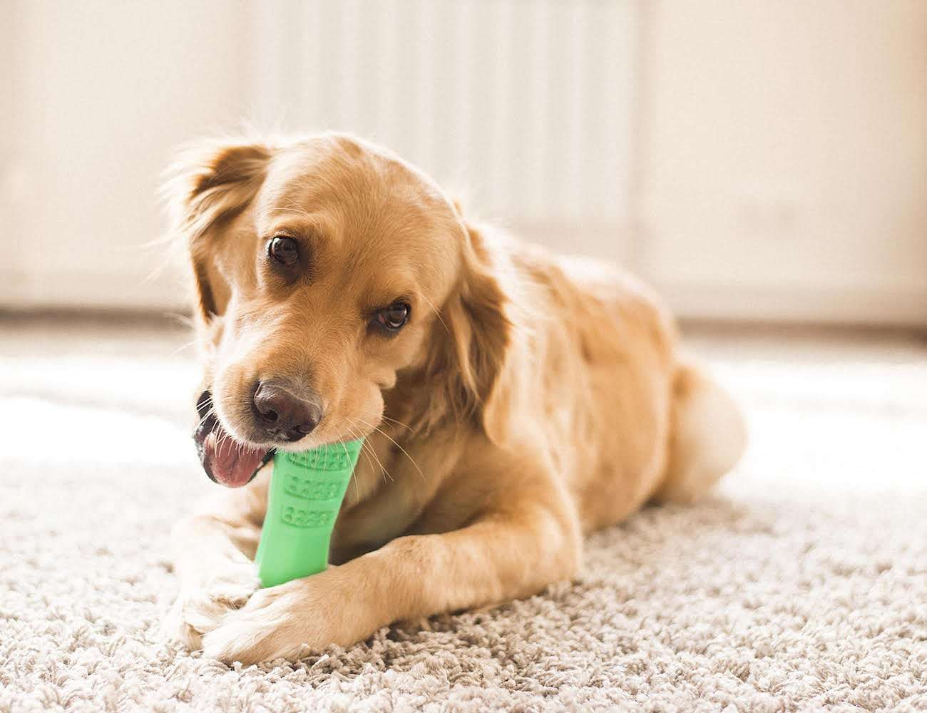 Little hairy child，Pets，Dog，green，Bristly，