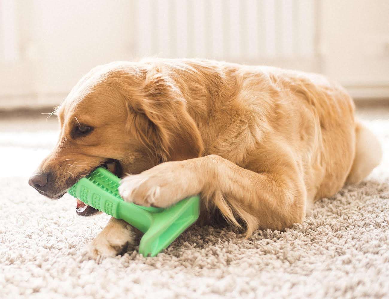 Little hairy child，Pets，Dog，green，Bristly，