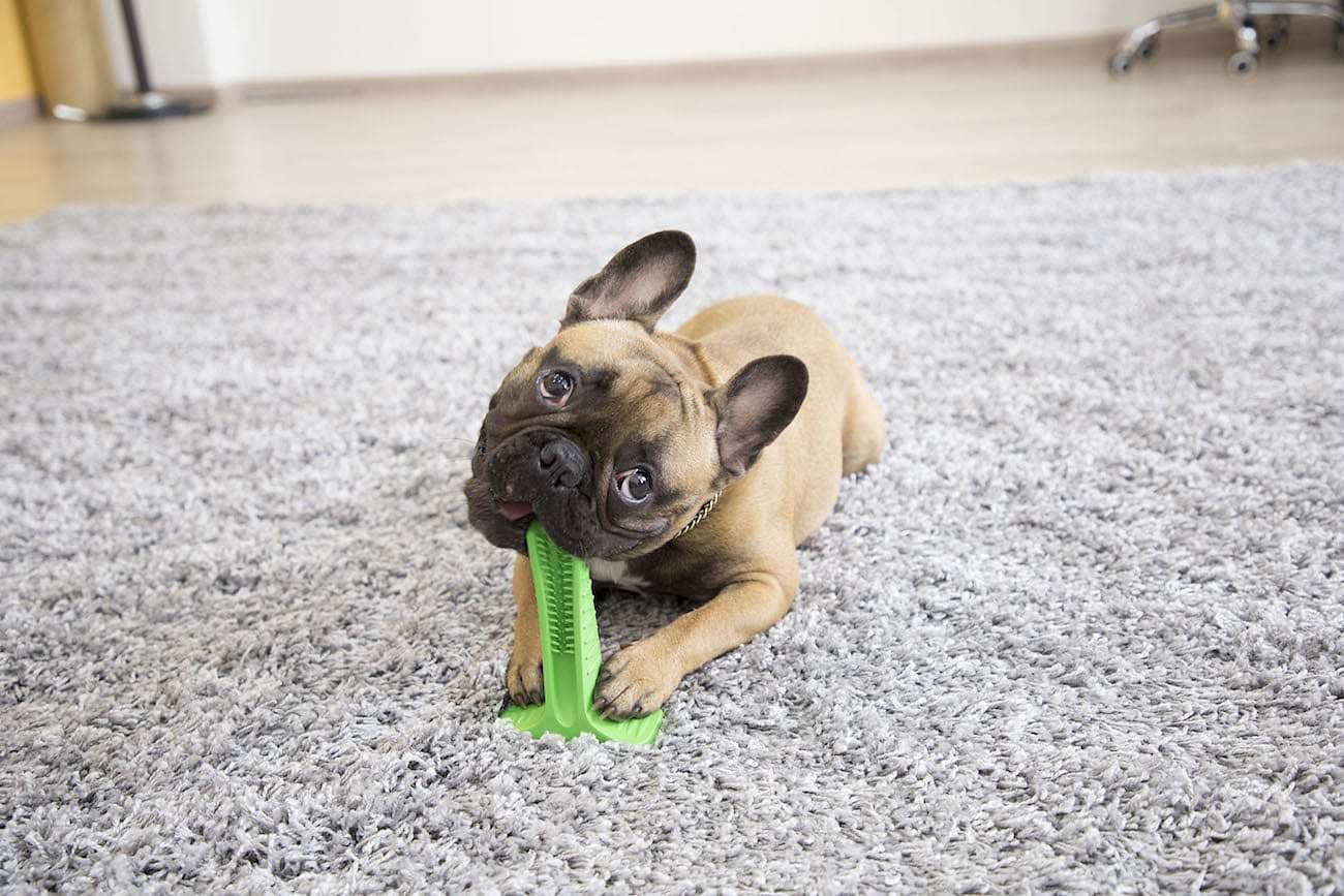 Little hairy child，Pets，Dog，green，Bristly，