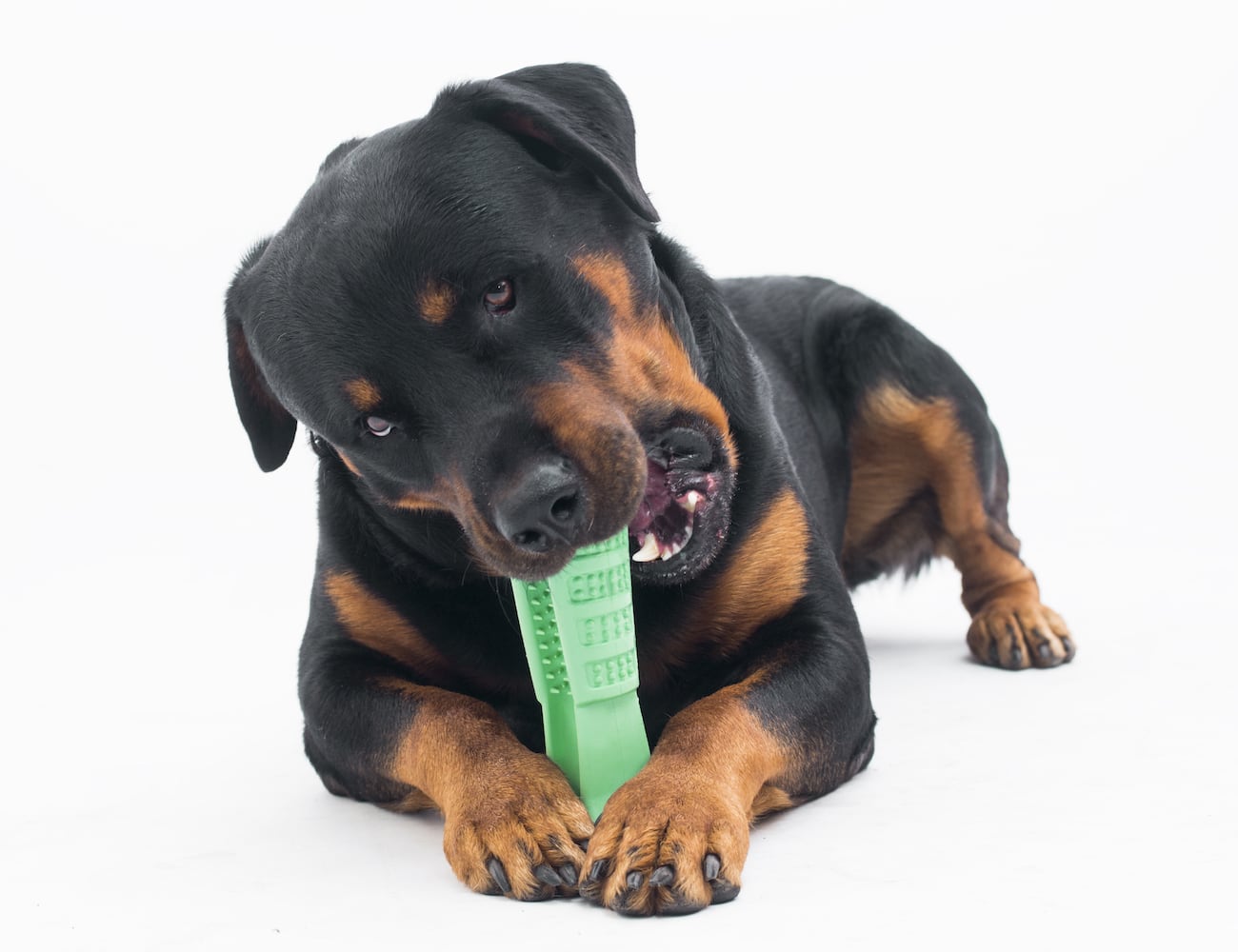 Little hairy child，Pets，Dog，green，Bristly，