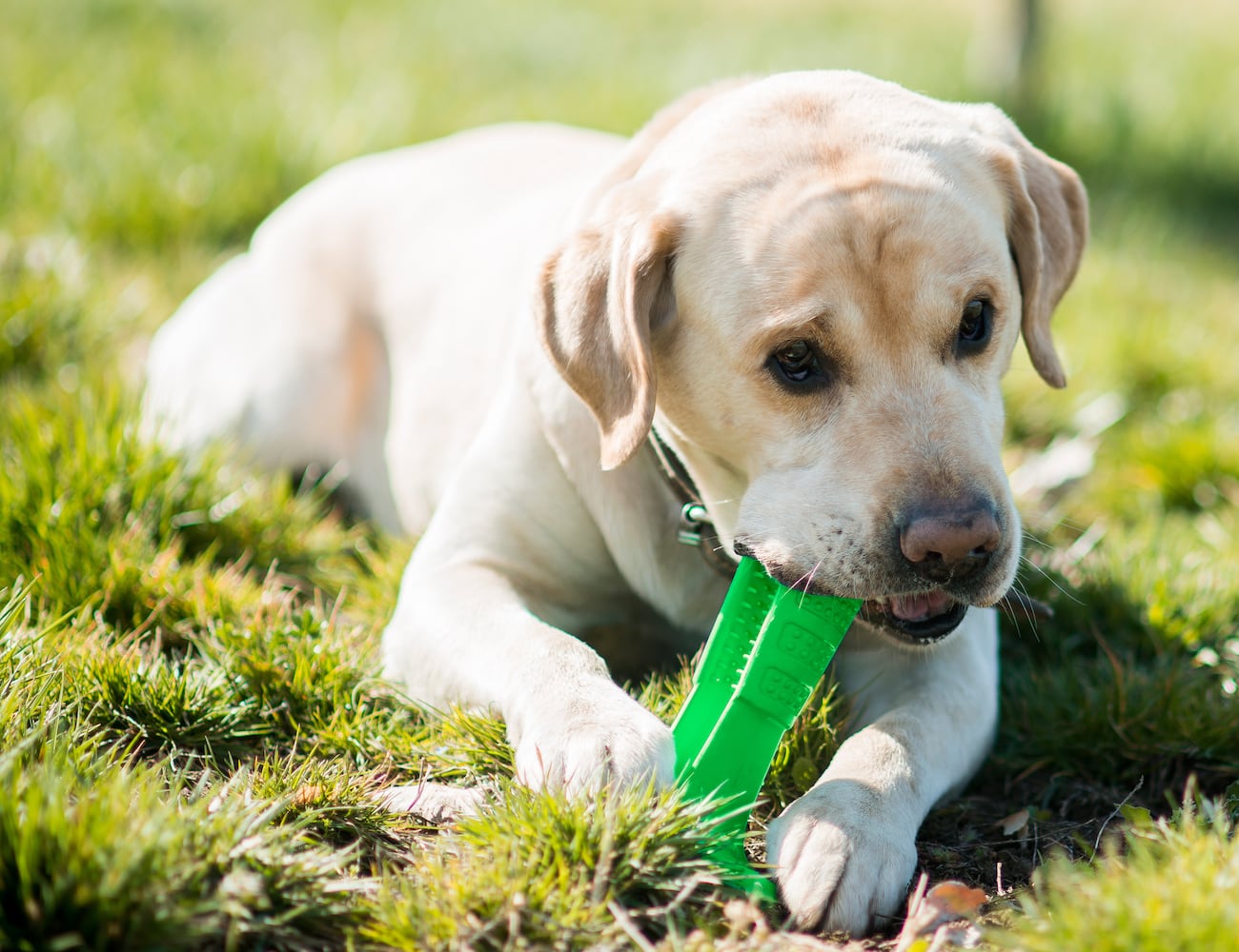 Little hairy child，Pets，Dog，green，Bristly，