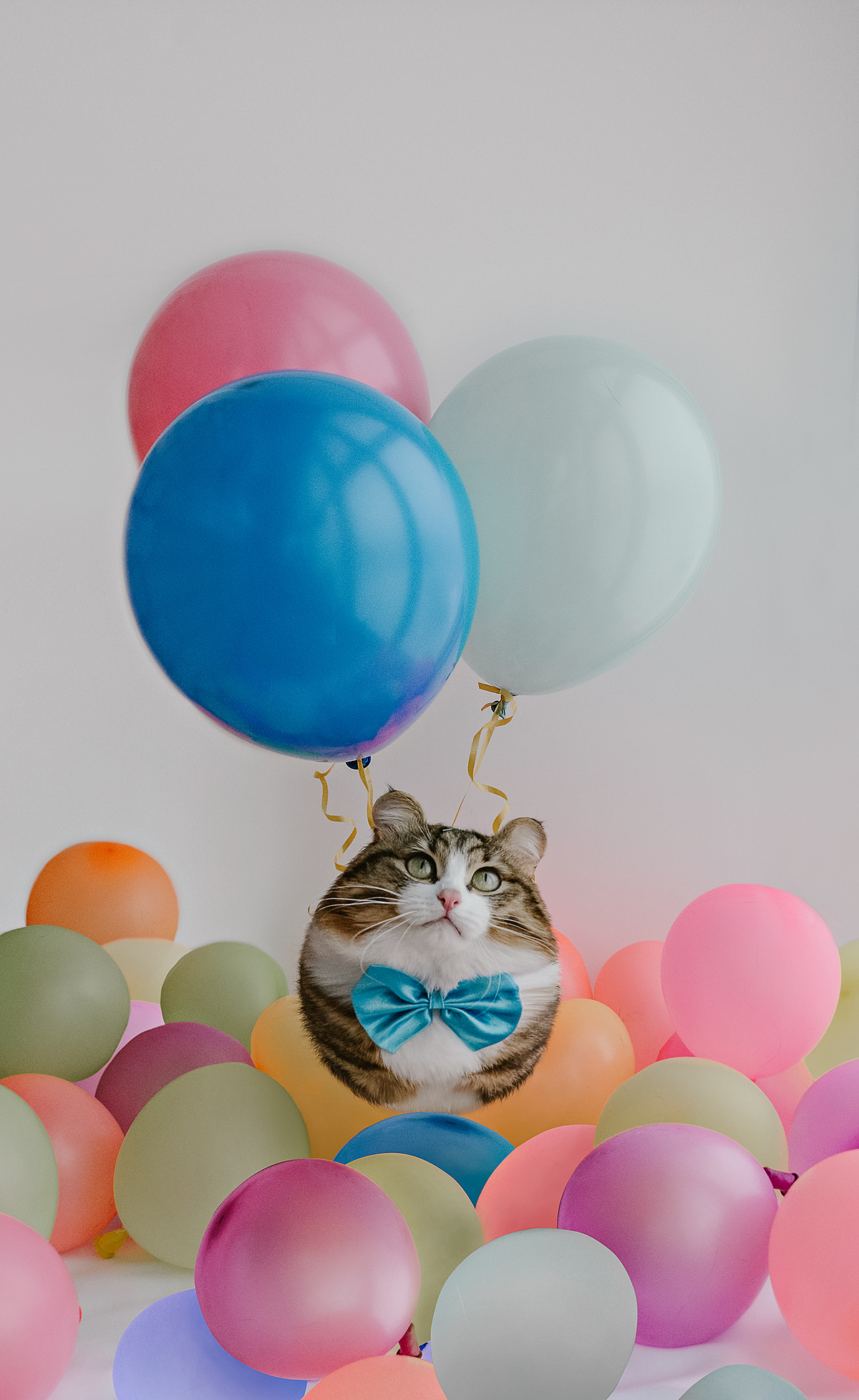 edit，animal，Digital art，Photography，