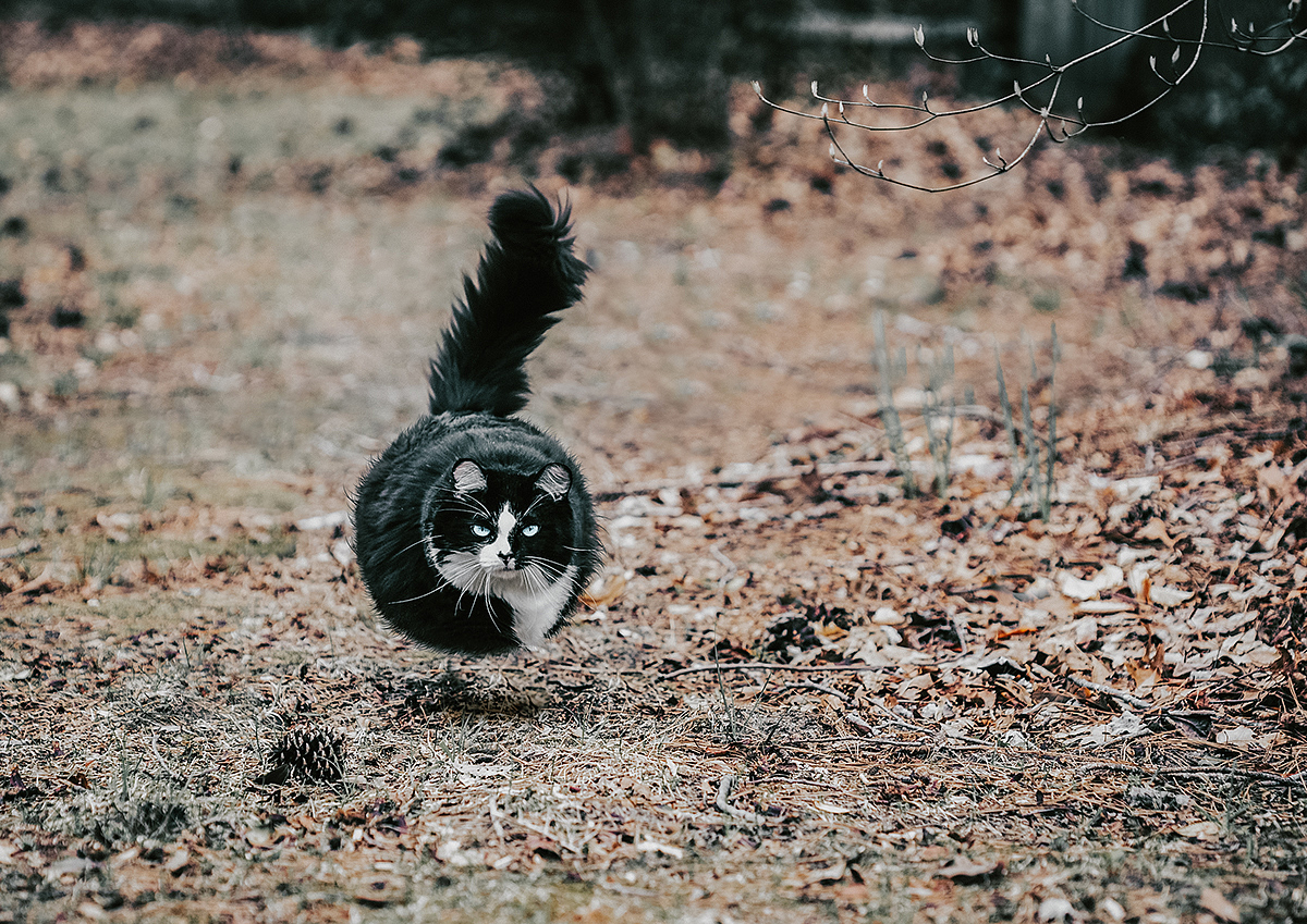 edit，animal，Digital art，Photography，
