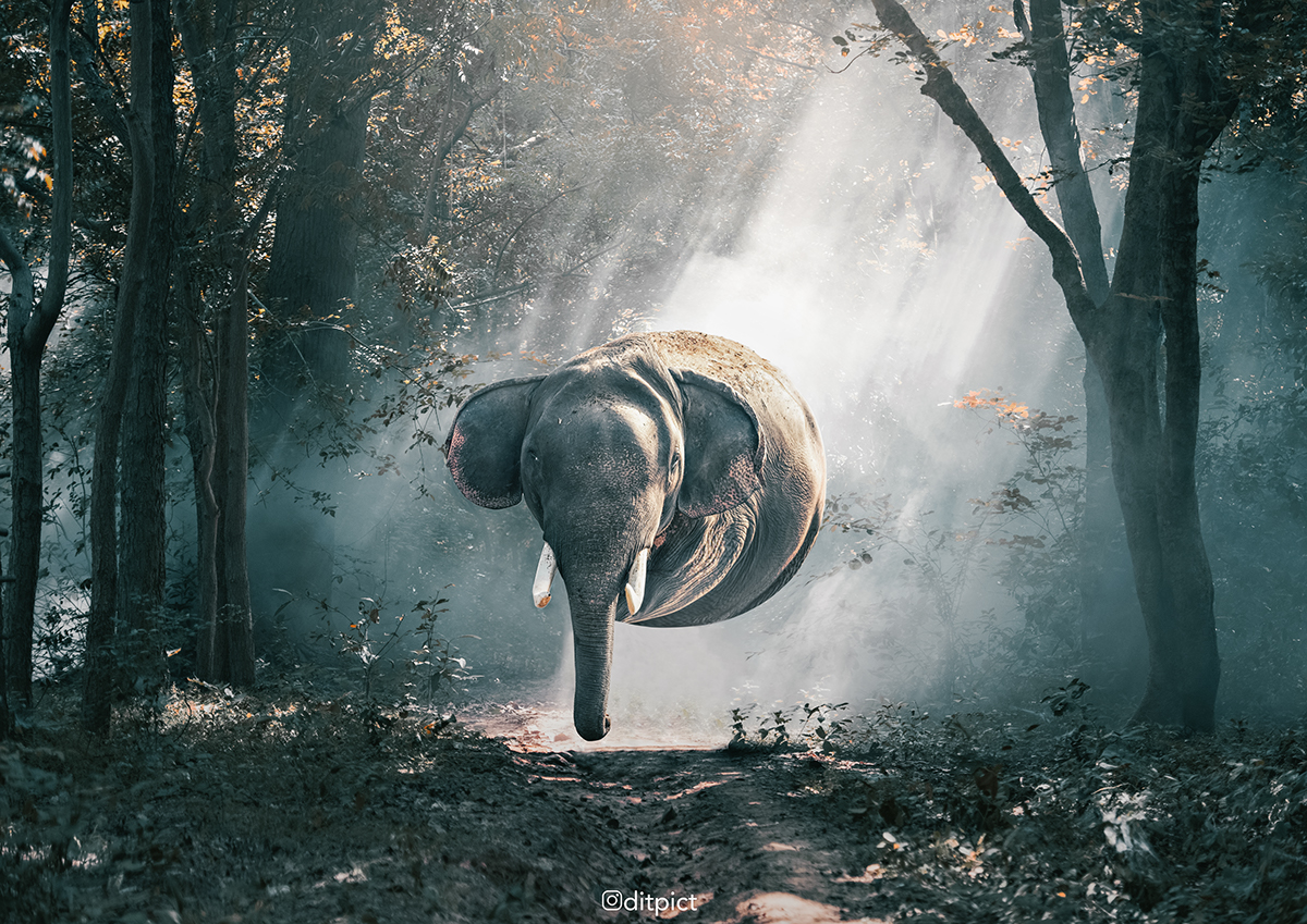 edit，animal，Digital art，Photography，