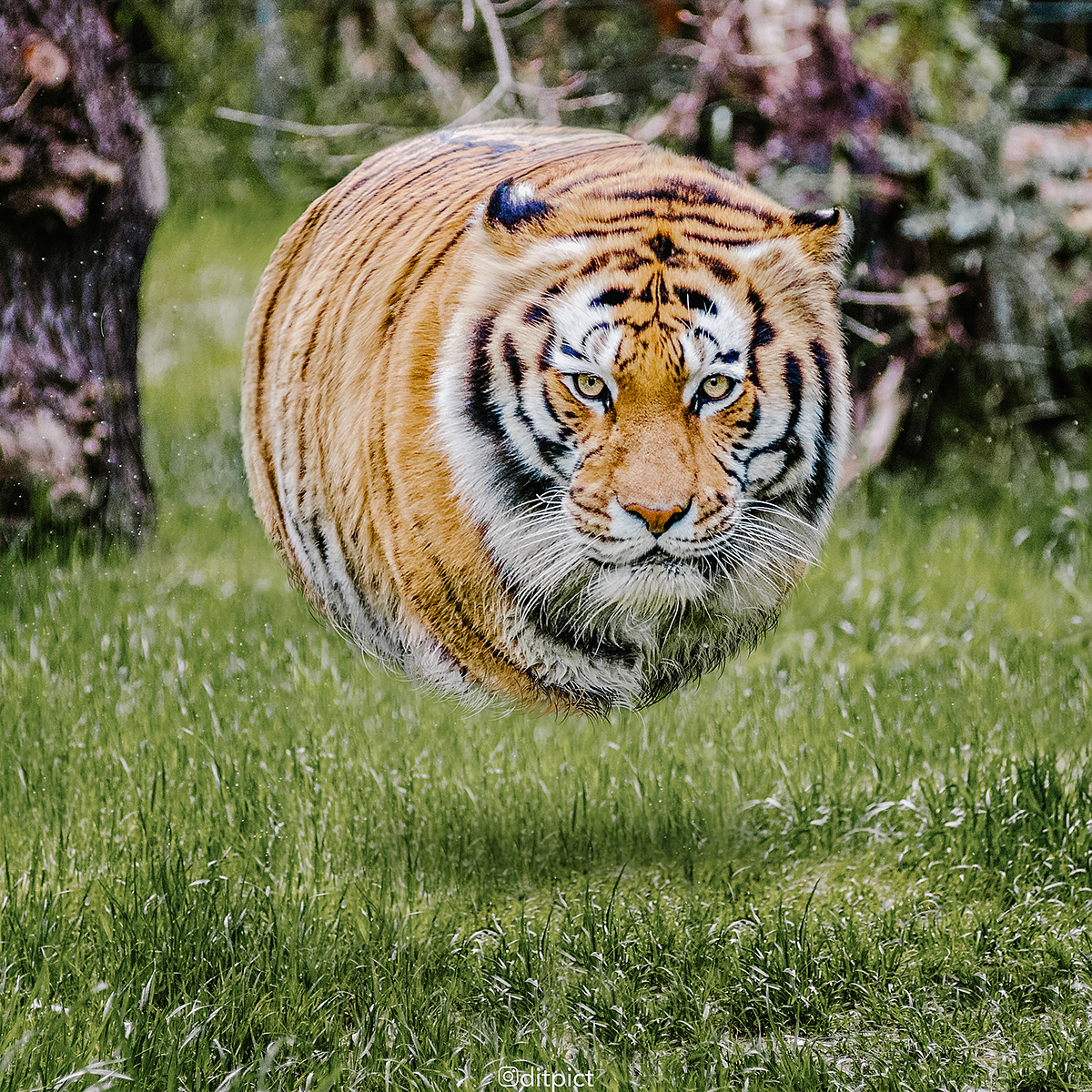 edit，animal，Digital art，Photography，