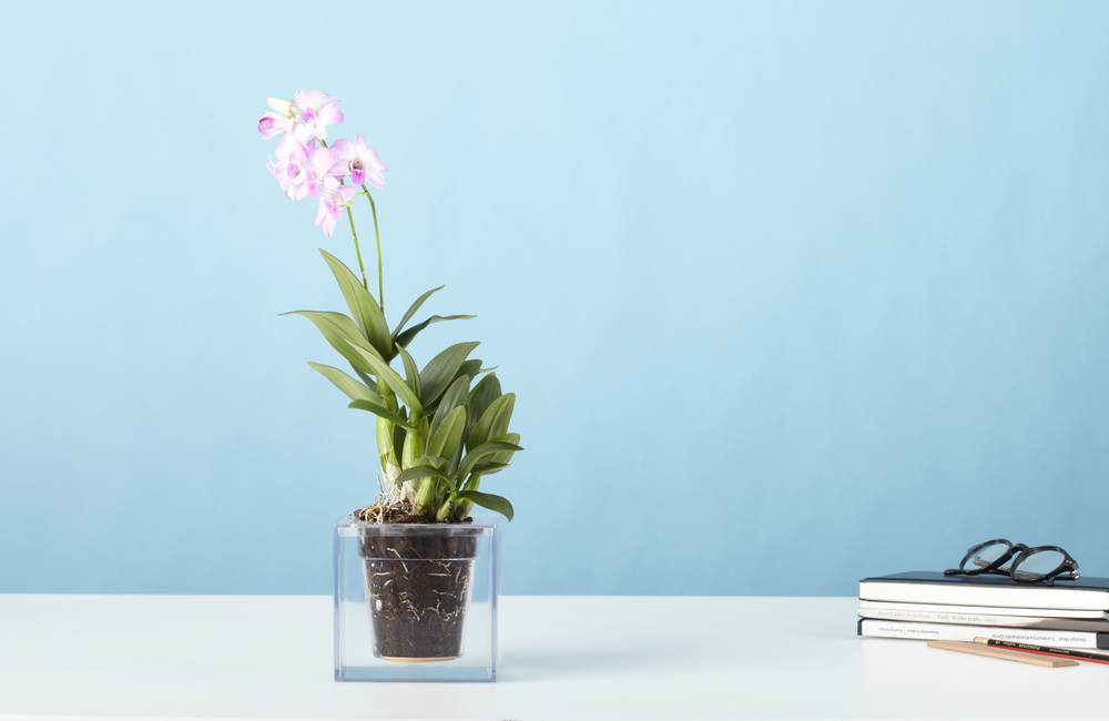 Acrylic plate，Boskke Cube，Flowerpot，