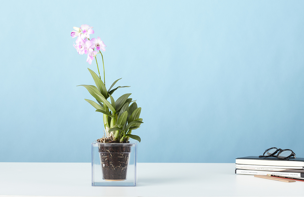 Acrylic plate，Boskke Cube，Flowerpot，
