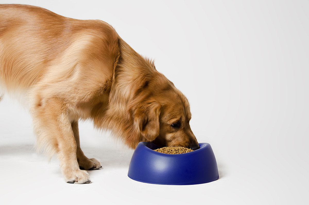 Pet Supplies & Pet，product design，originality，industrial design，