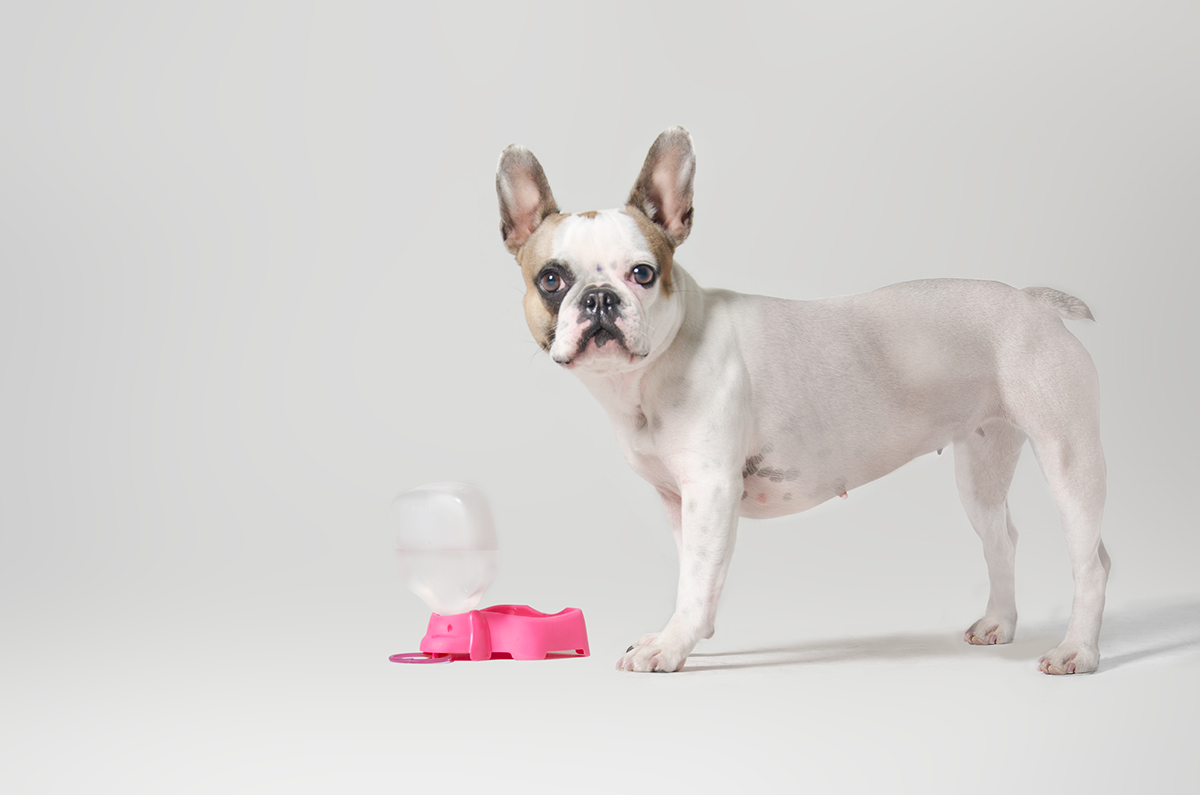 Pet Supplies & Pet，product design，originality，industrial design，