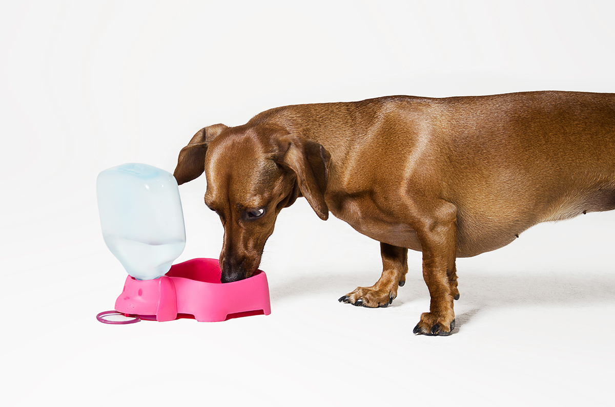 Pet Supplies & Pet，product design，originality，industrial design，