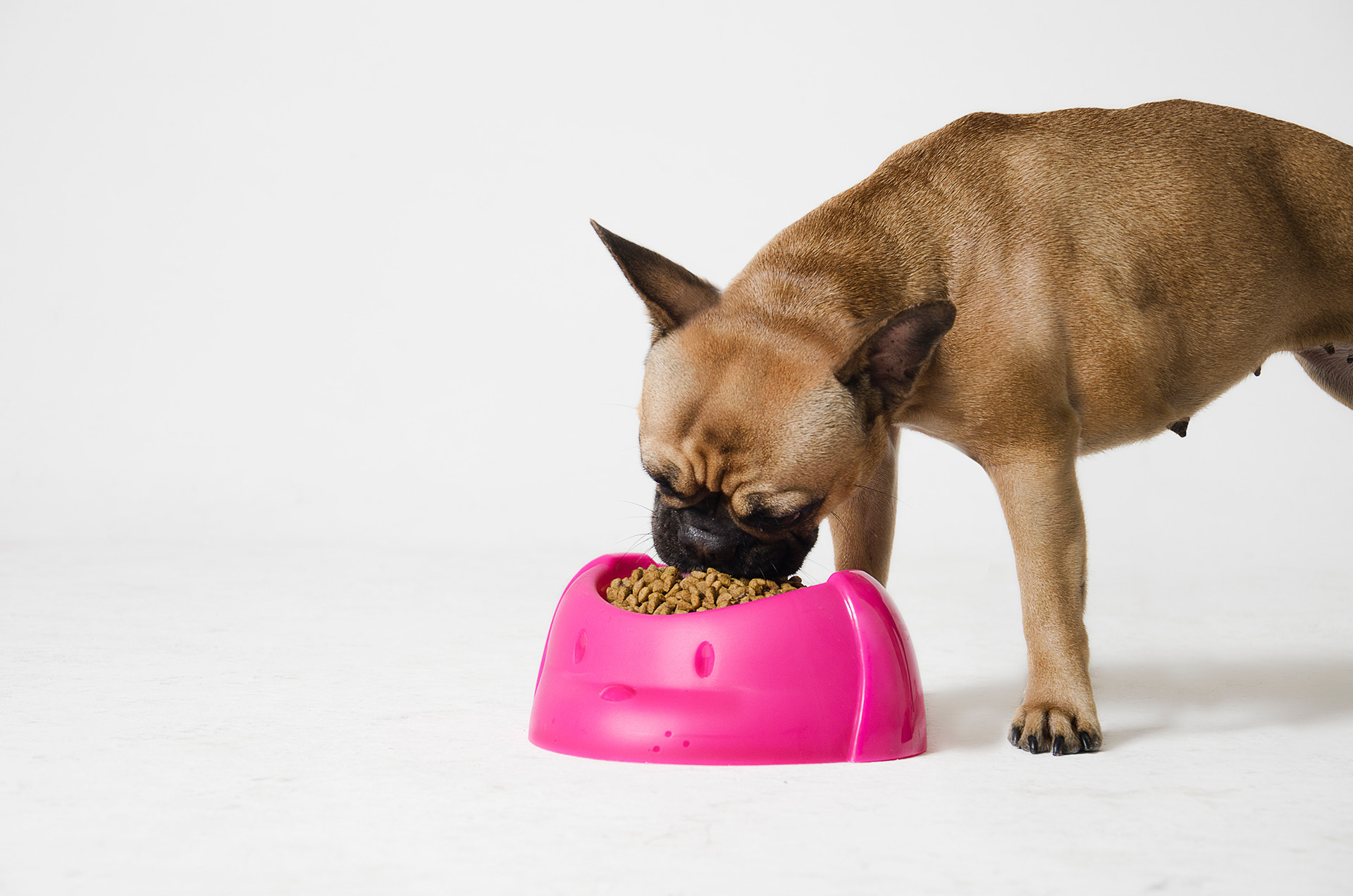 Pet Supplies & Pet，product design，originality，industrial design，