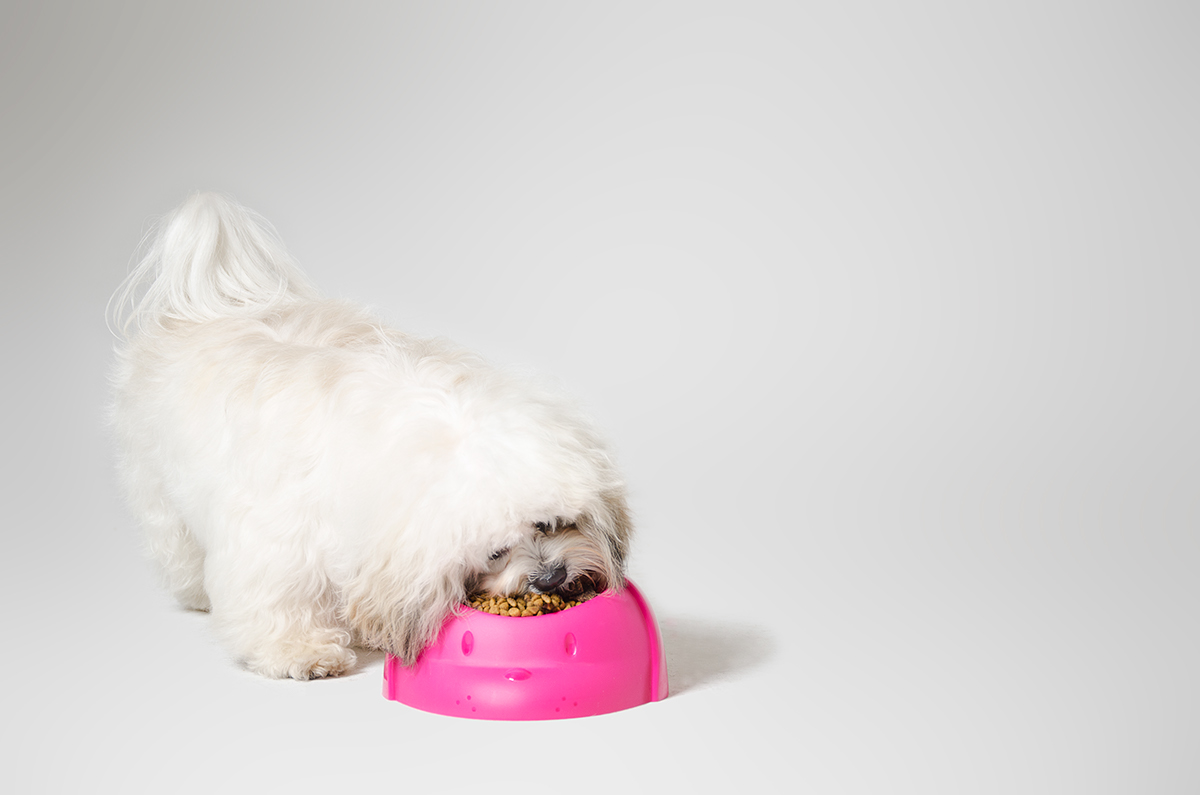 Pet Supplies & Pet，product design，originality，industrial design，